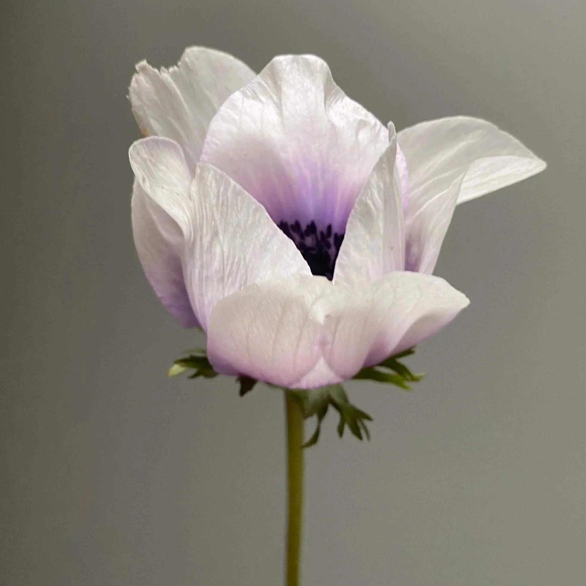 Close-up of a lilac anenome flower with delicate petals and dark center, set against a plain background.