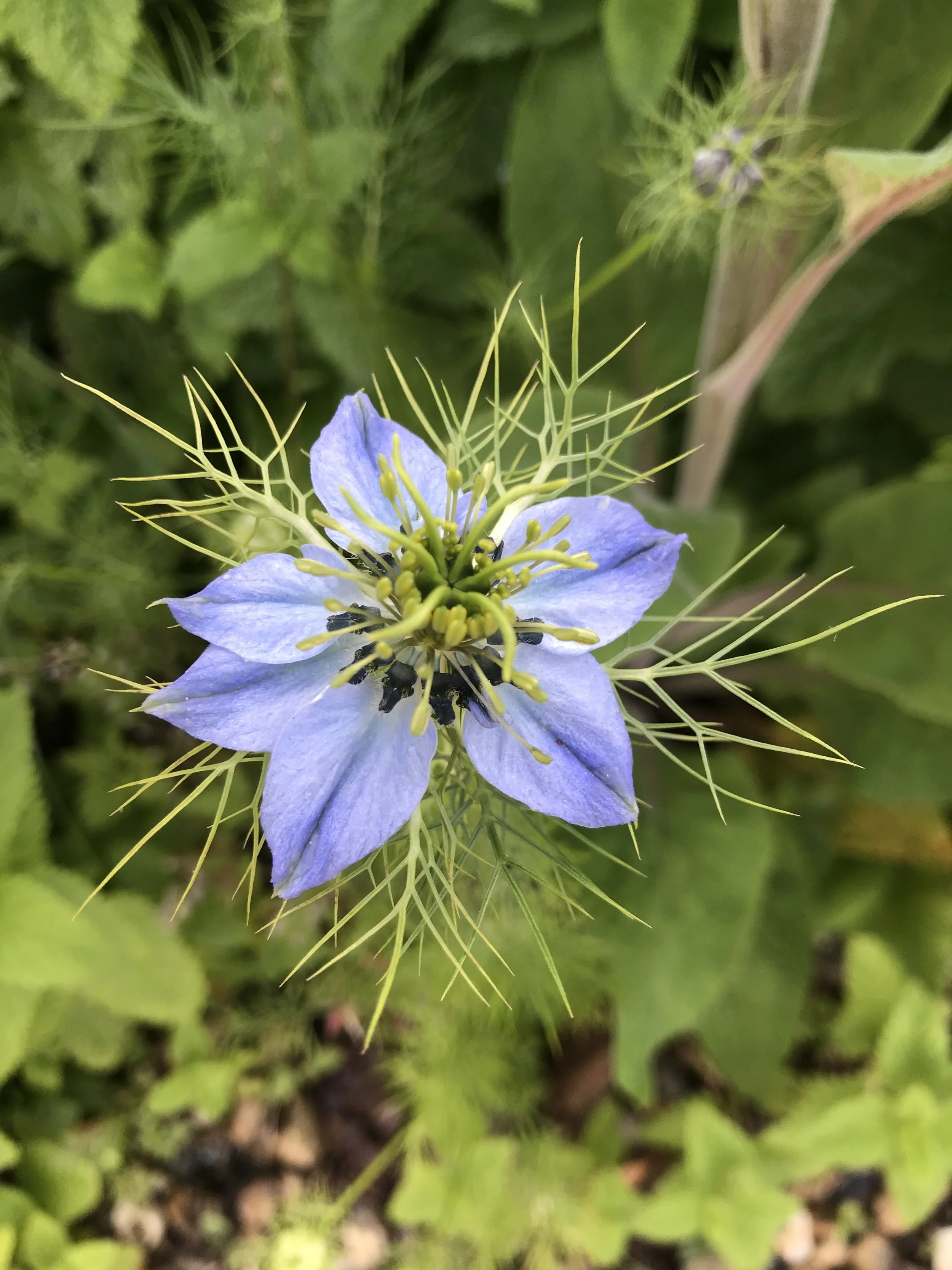Close-up of a light blue love in a mist flower with numerous long, thin greenish-yellow stamens and surrounding spiky green foliage.