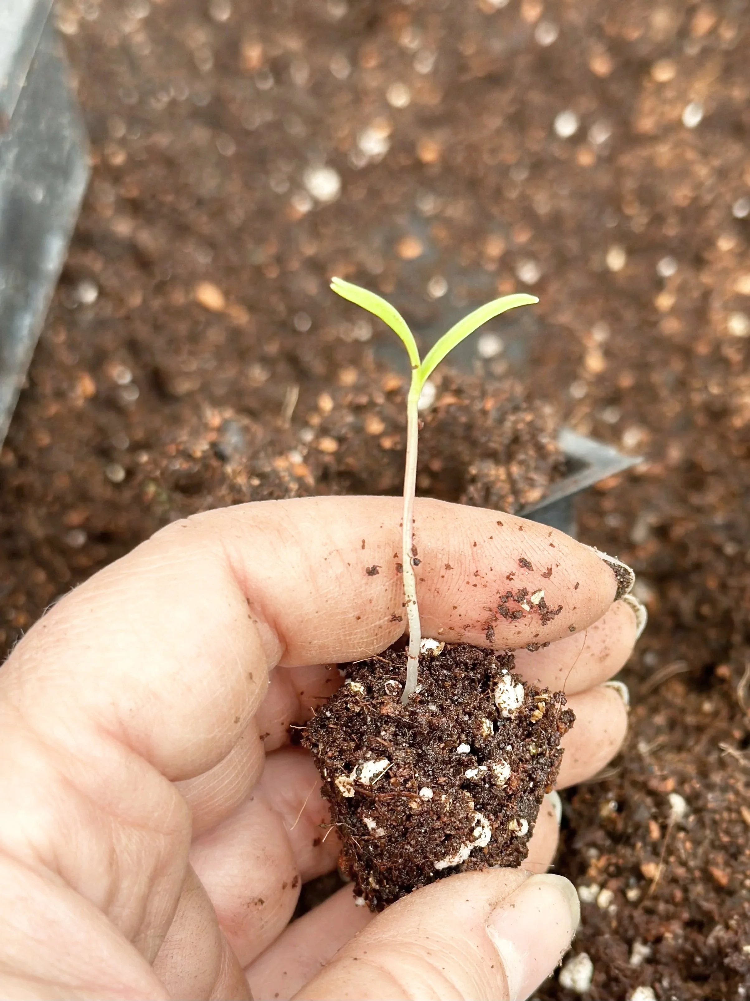 A small sprouting seedling held in a person's hand over dark soil