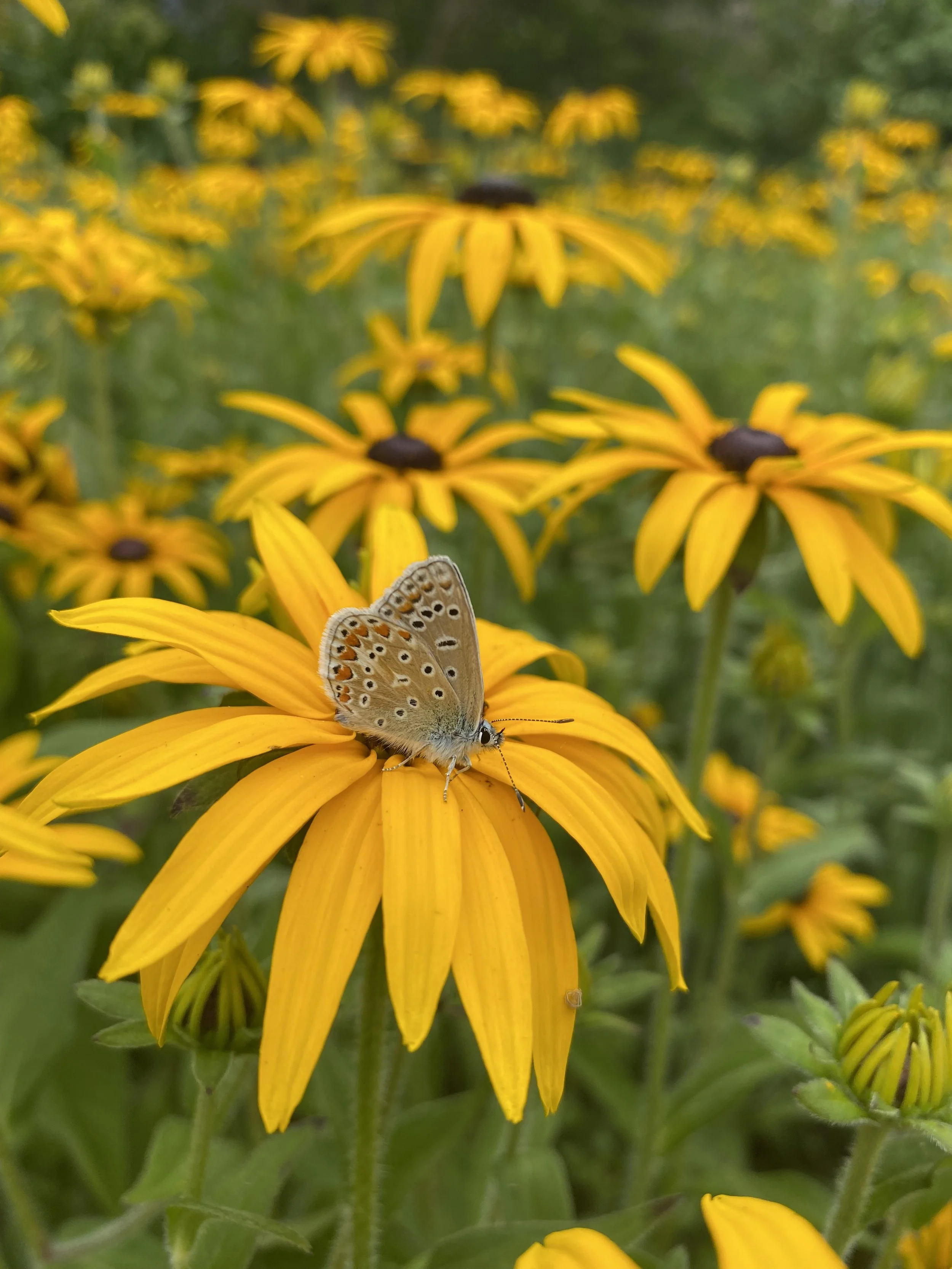 A butterfly resting on a yellow Rudbeckia flower in a garden of similar yellow flowers.