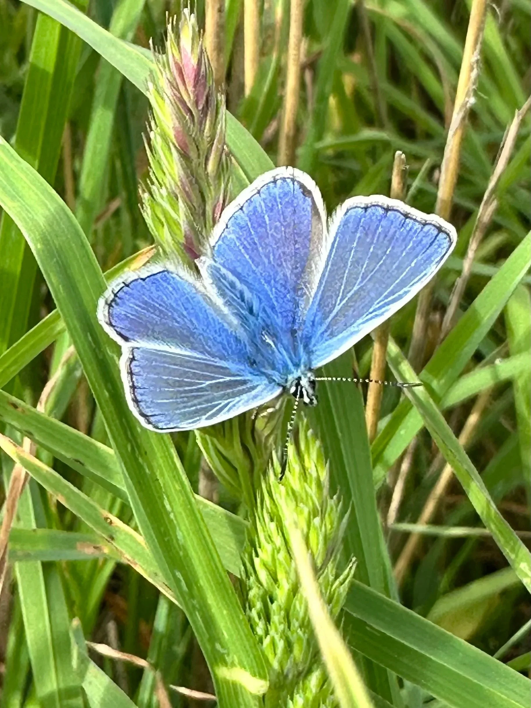 A blue butterfly perched on a green grass plant in a field.