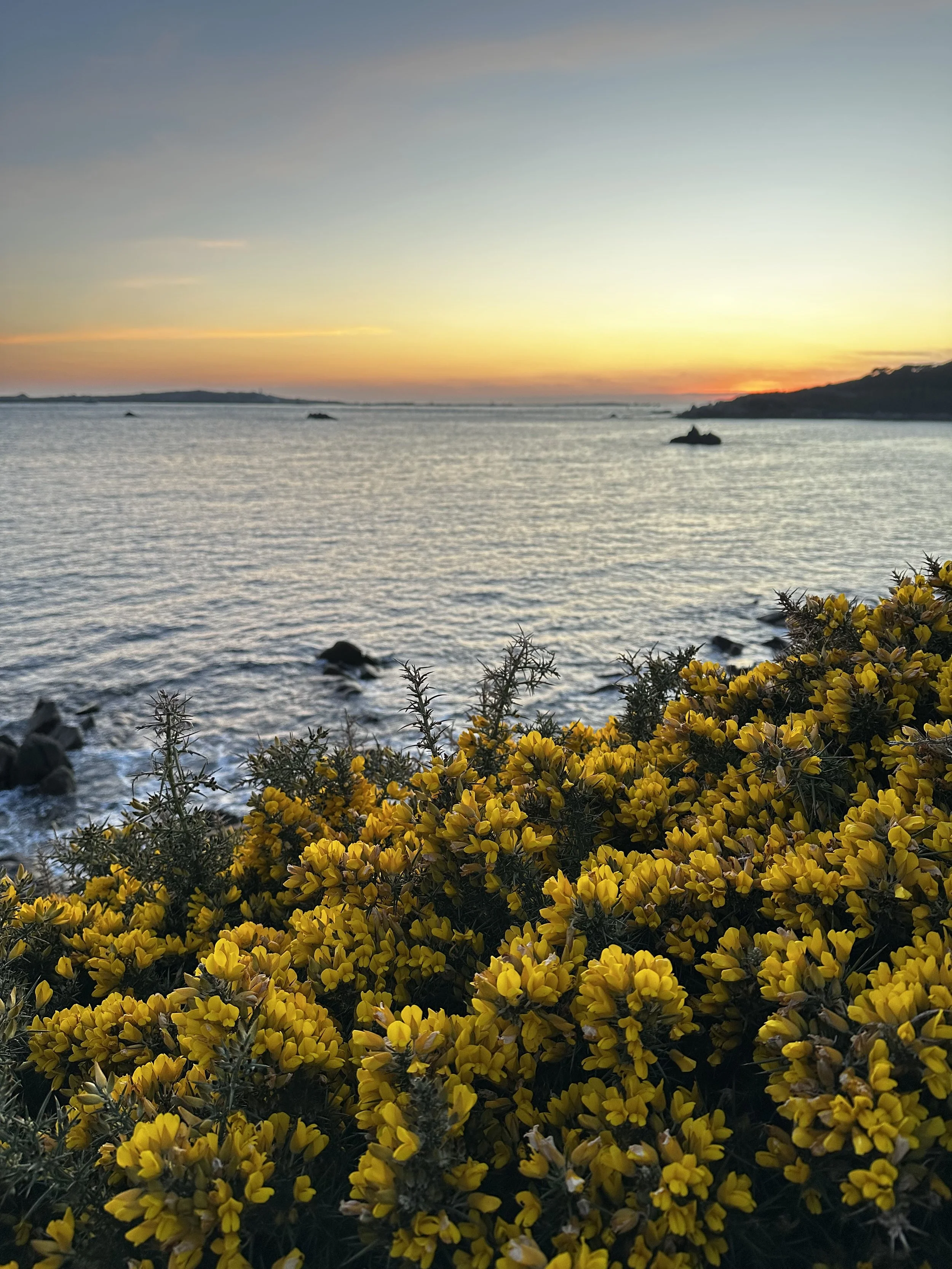 Sunset over the ocean with rocky islands in the distance and yellow gorse in the foreground on the Isles of Scilly