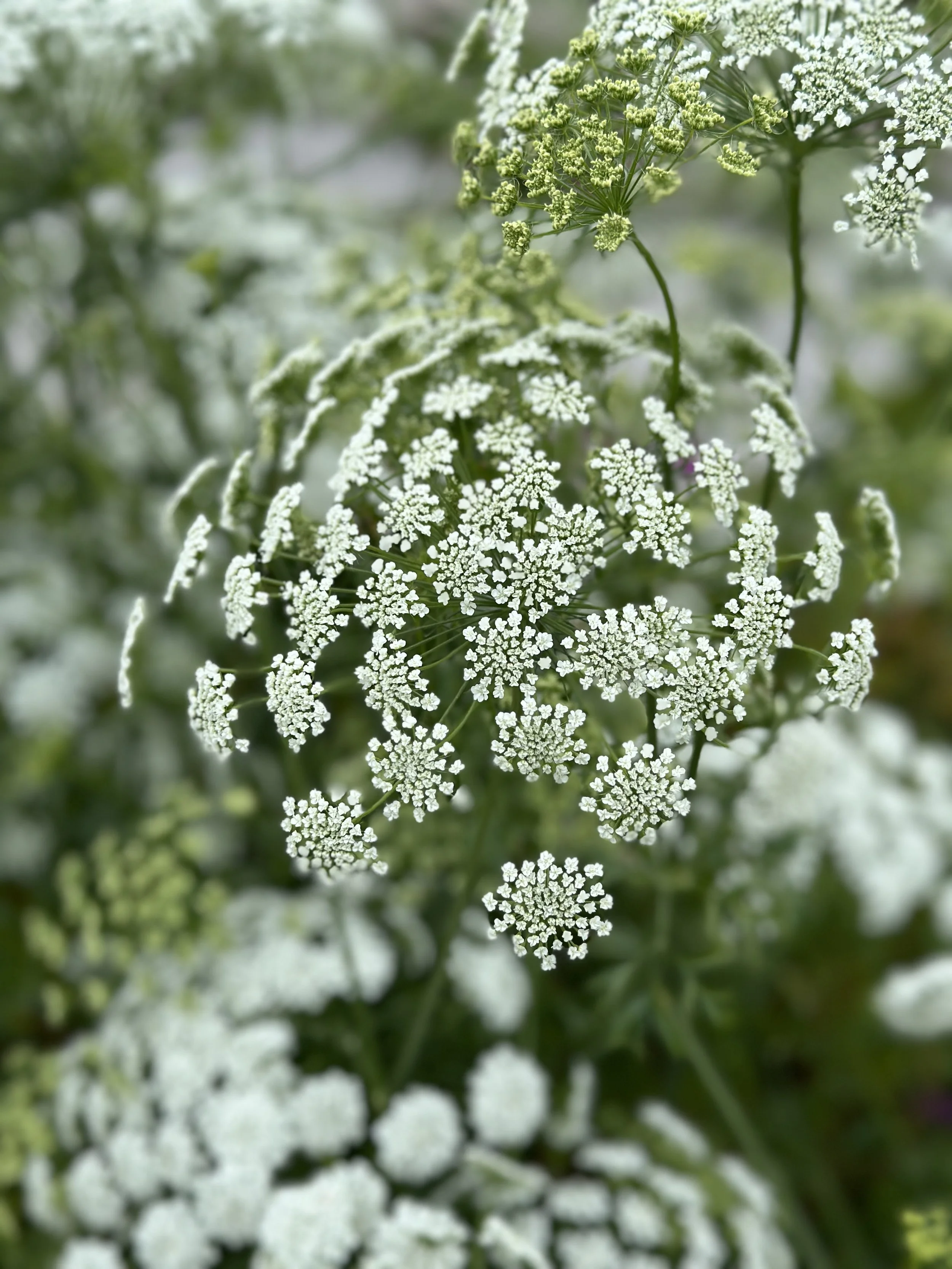 Close-up of delicate white lace-like flowers, Ammi Majus with small clustered blossoms on green stems, blurred greenery in the background.