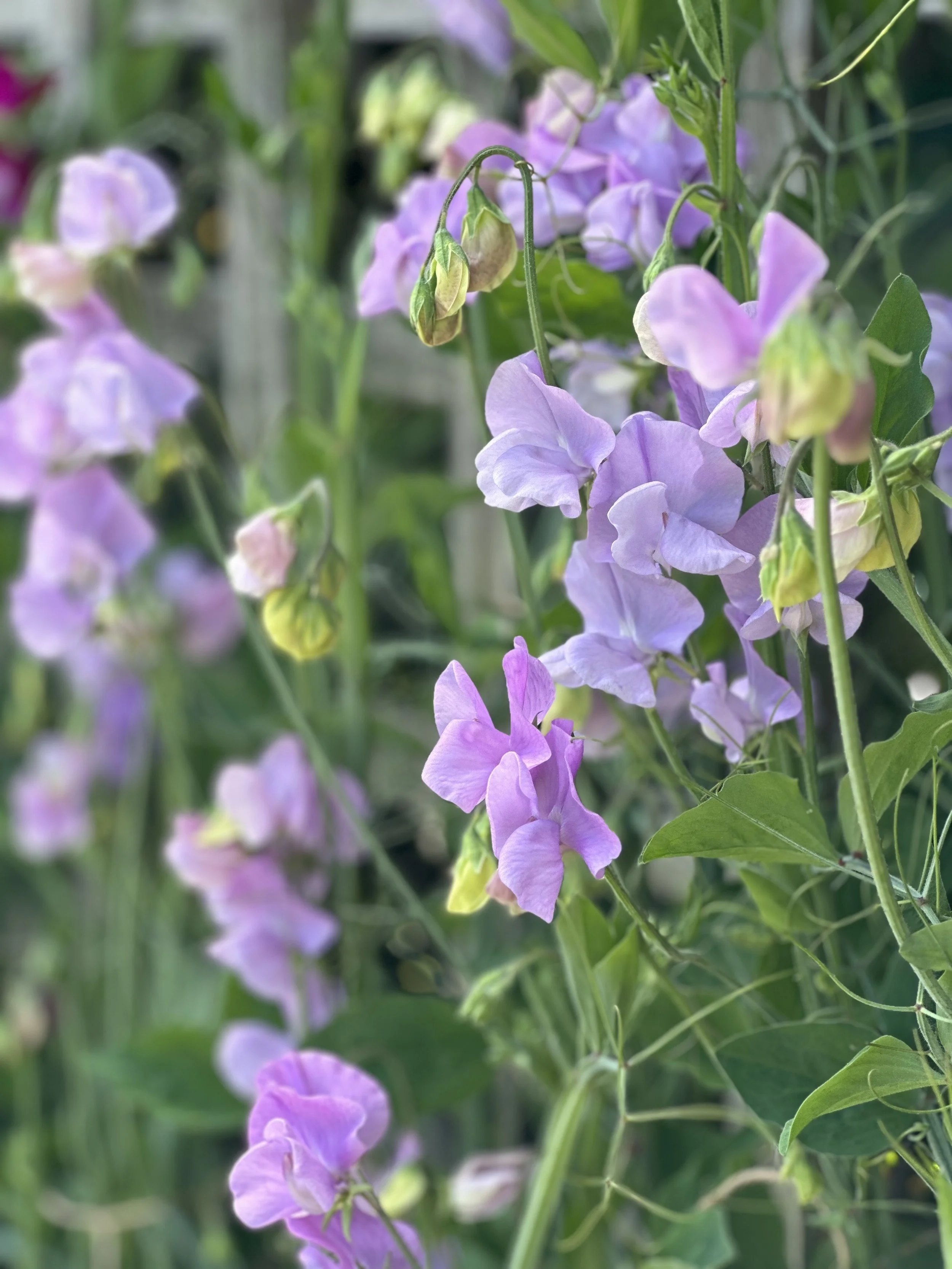 Close-up of light purple and lavender sweet pea flowers climbing on green vines with leaves.