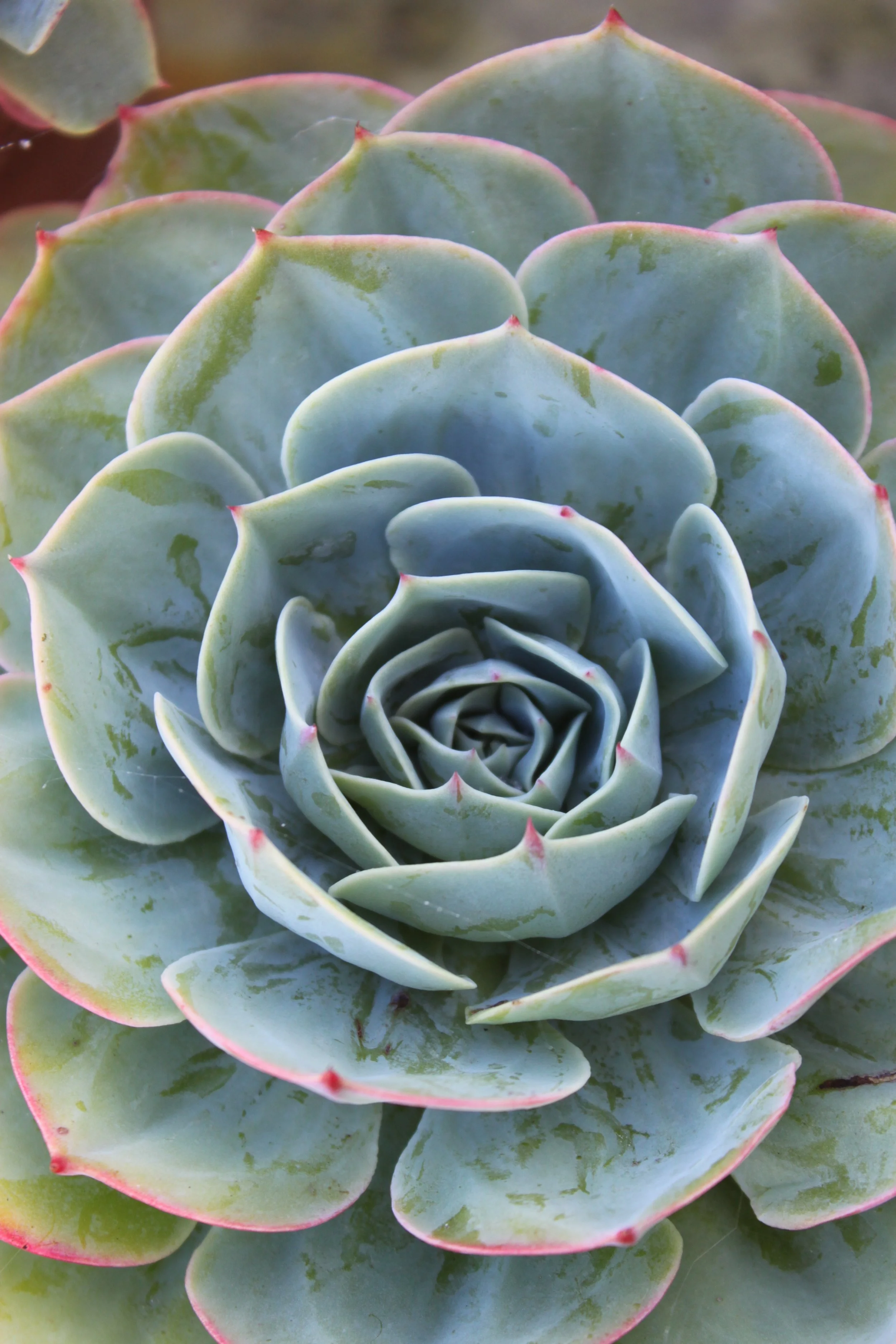 Close-up of a rosette-shaped echeveria succulent plant with fleshy, bluish-green leaves edged with pink on the Isles of Scilly
