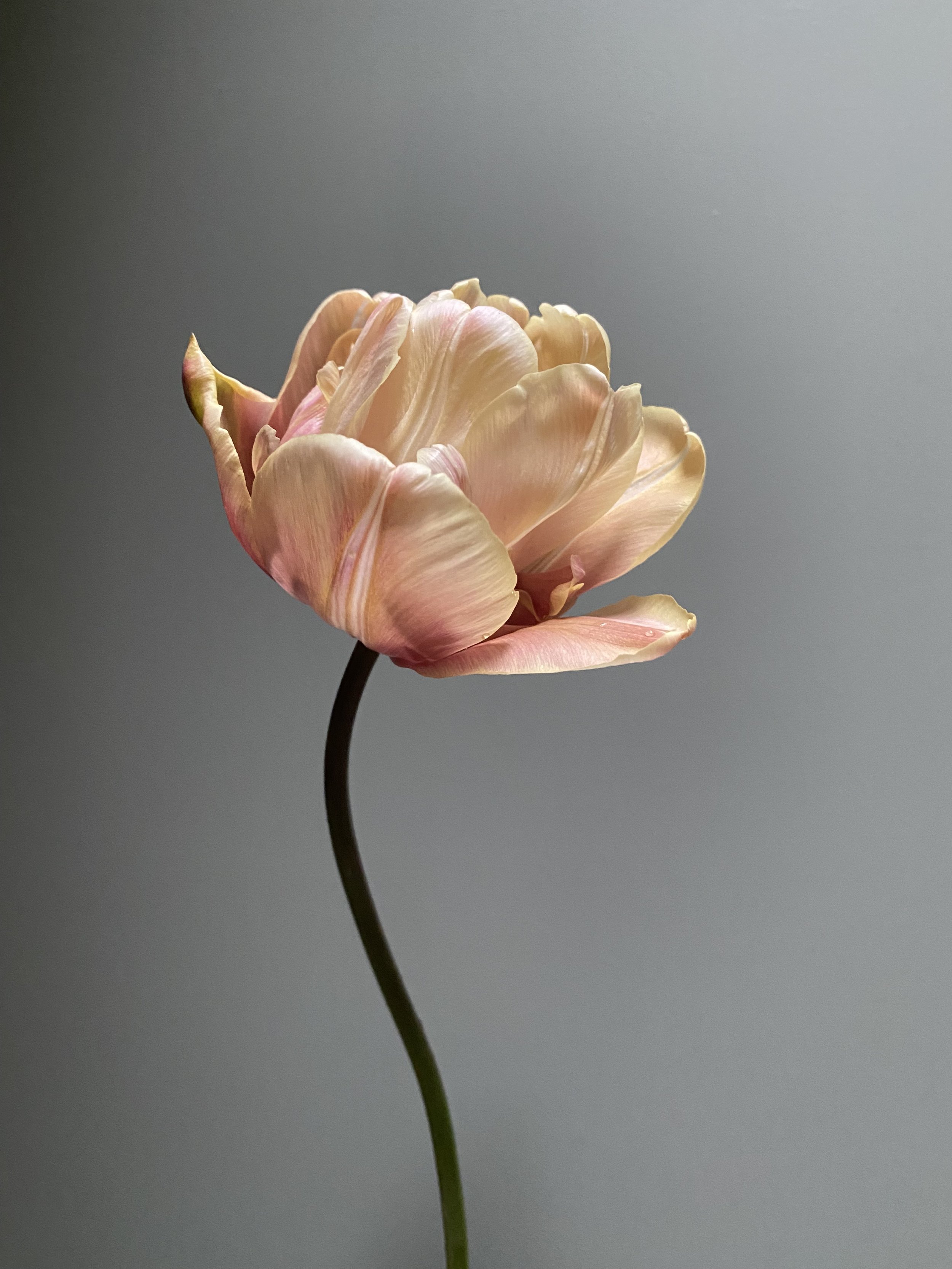 A close-up of a delicate, pale pink and cream-colored tulip against a plain, gray background.