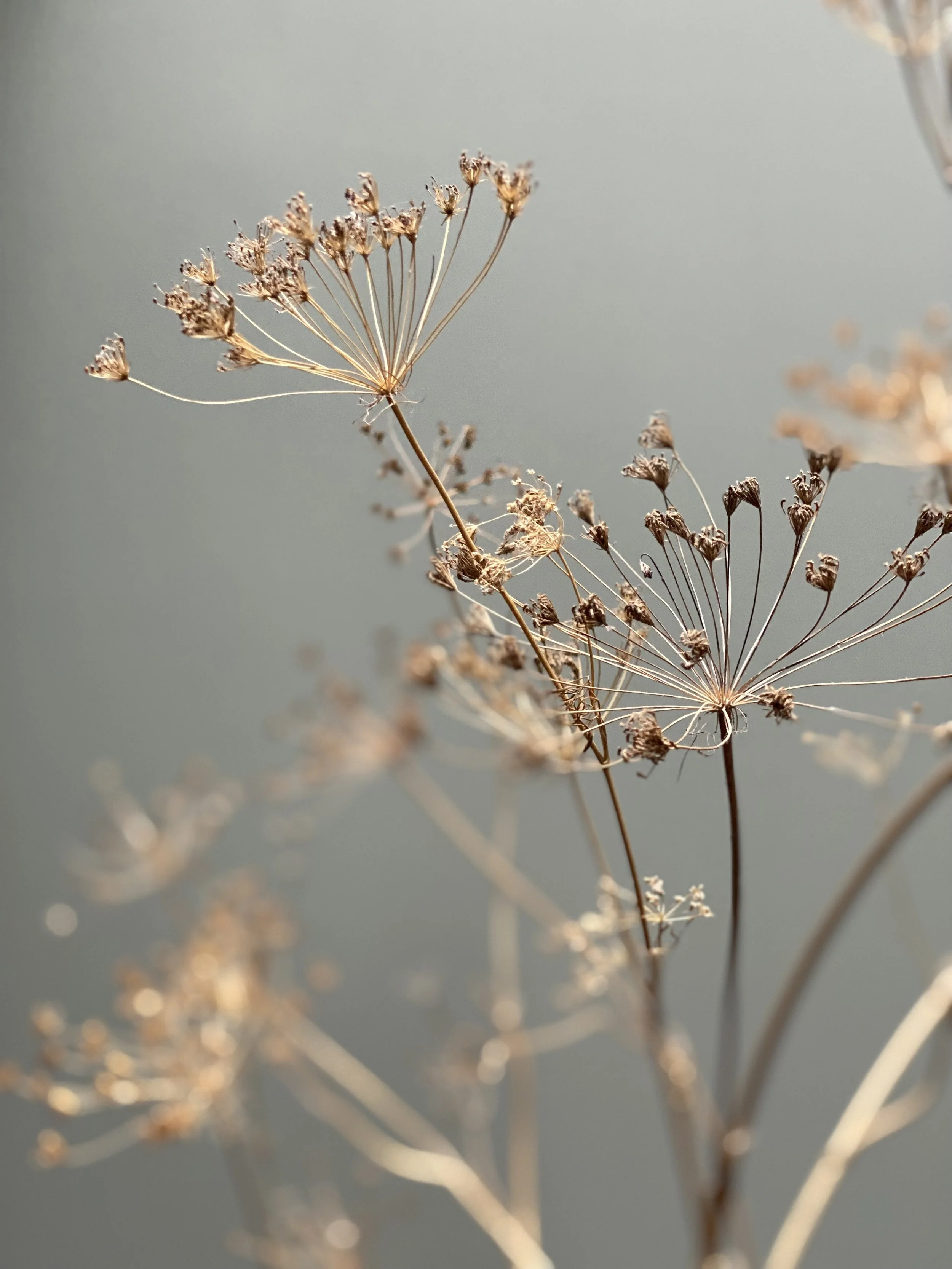 Close-up of dried Ammi Majus flower and seed heads on thin stems against a neutral background.