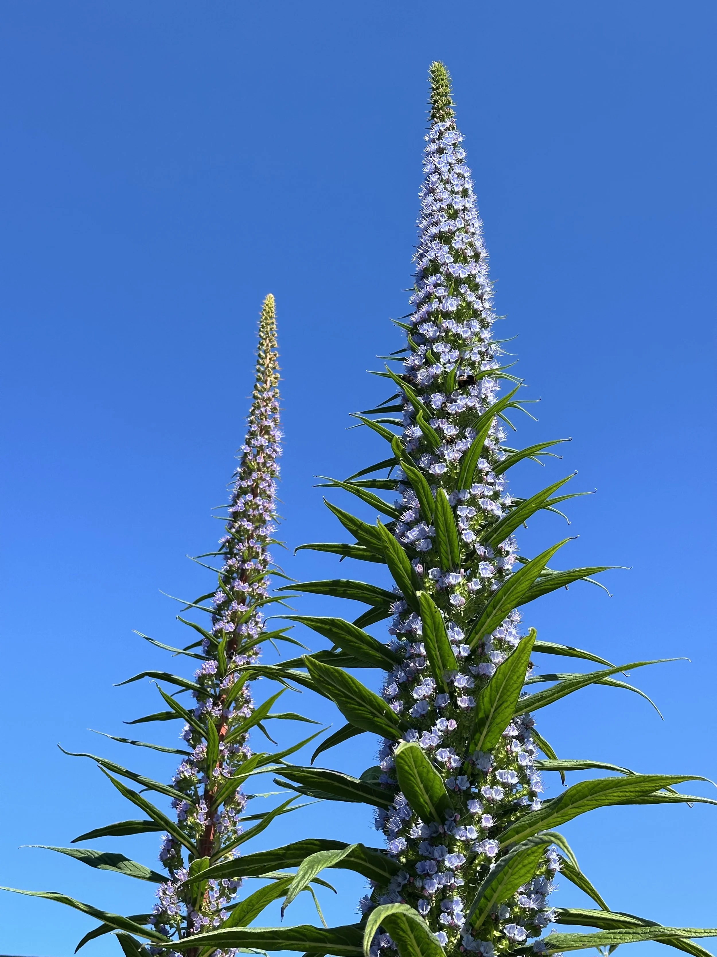 Two tall echium flower stalks with purple and white flowers against a bright blue sky on the Isles of Scilly