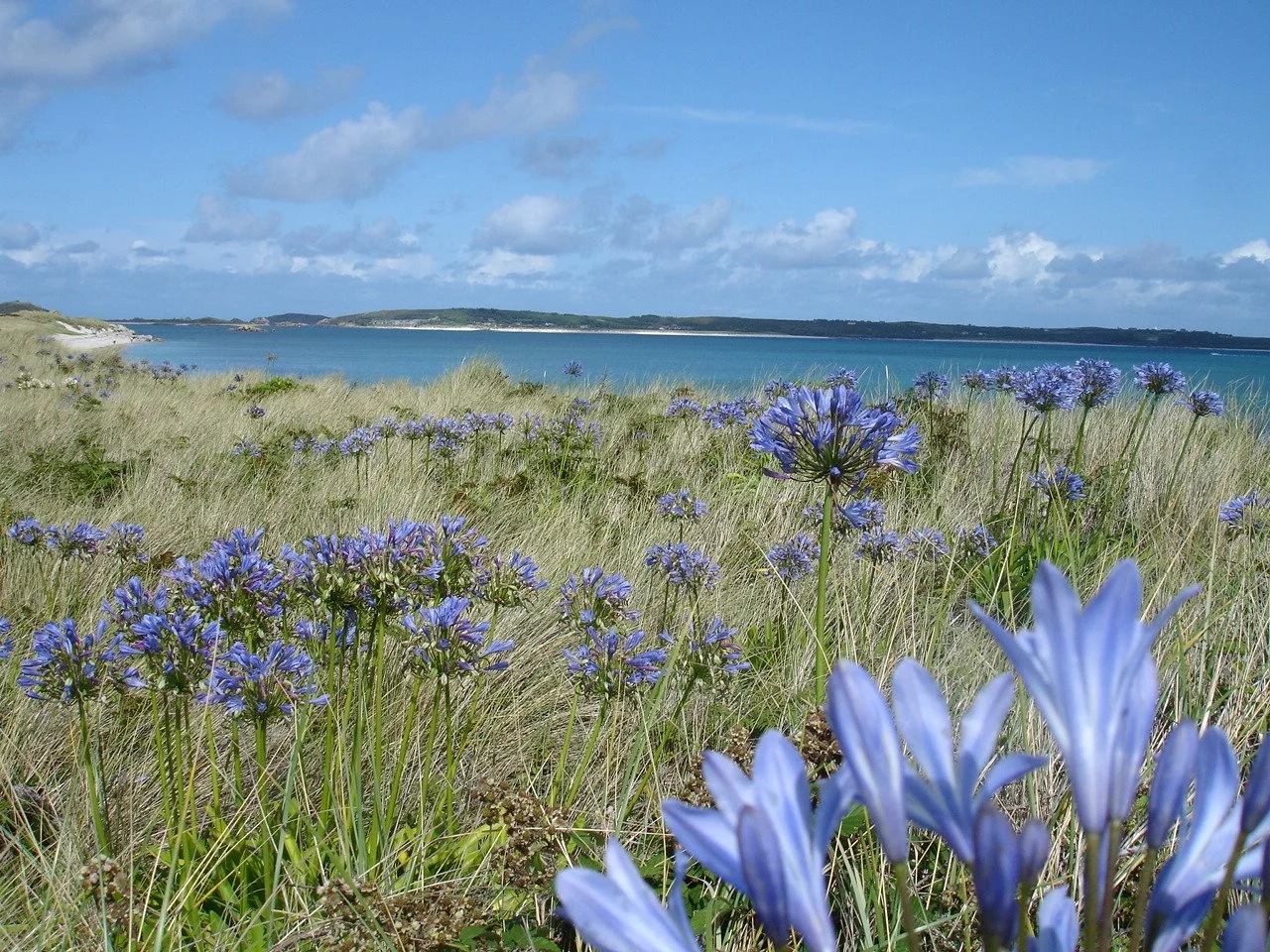 A scenic view of a grassy coastal landscape with wild blue agapanthus flowers in the foreground, a calm blue ocean, and a partly cloudy sky in the background on the Isles of scilly