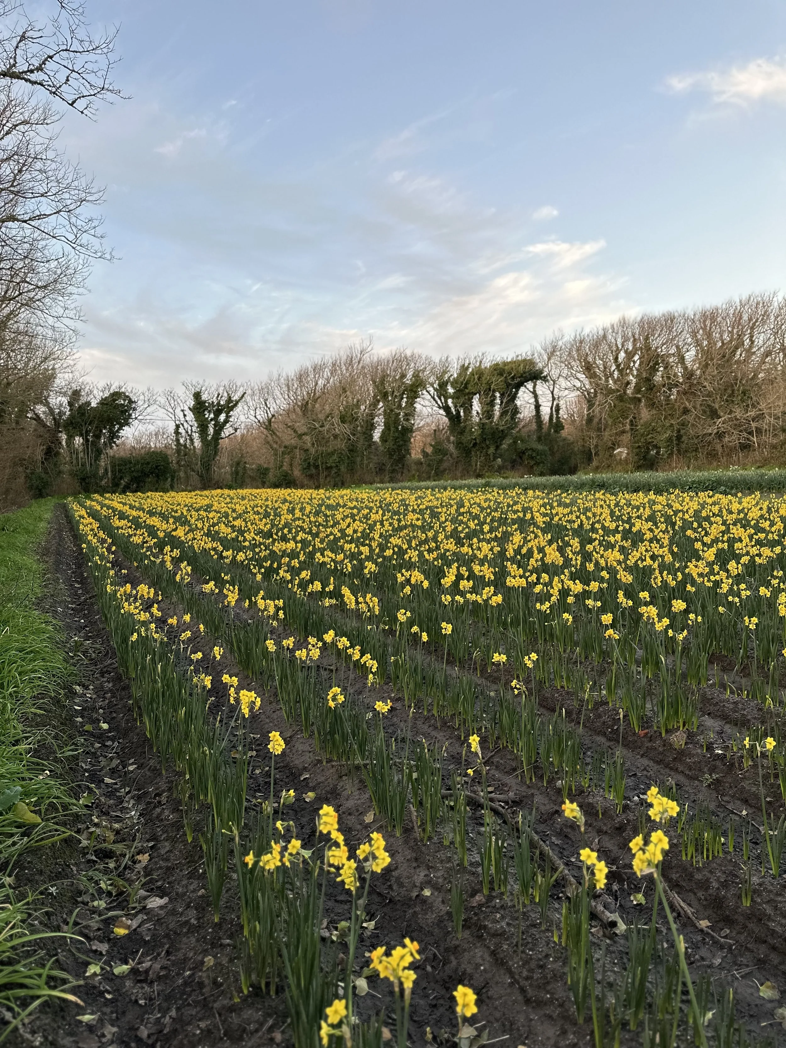 A field of blooming yellow scented narcissi with a dirt path on the left, under a partly cloudy sky, with leafless trees in the background on the Isles of Scilly