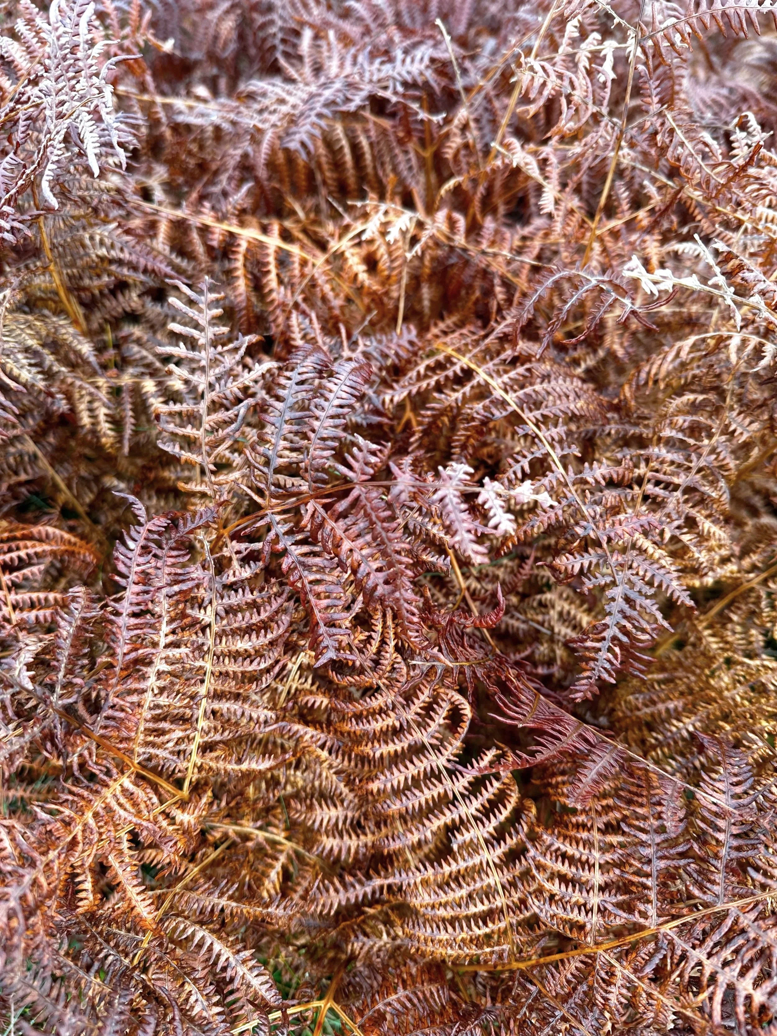 A dense collection of dried bracken leaves with intricate, feathery fronds overlapping each other.