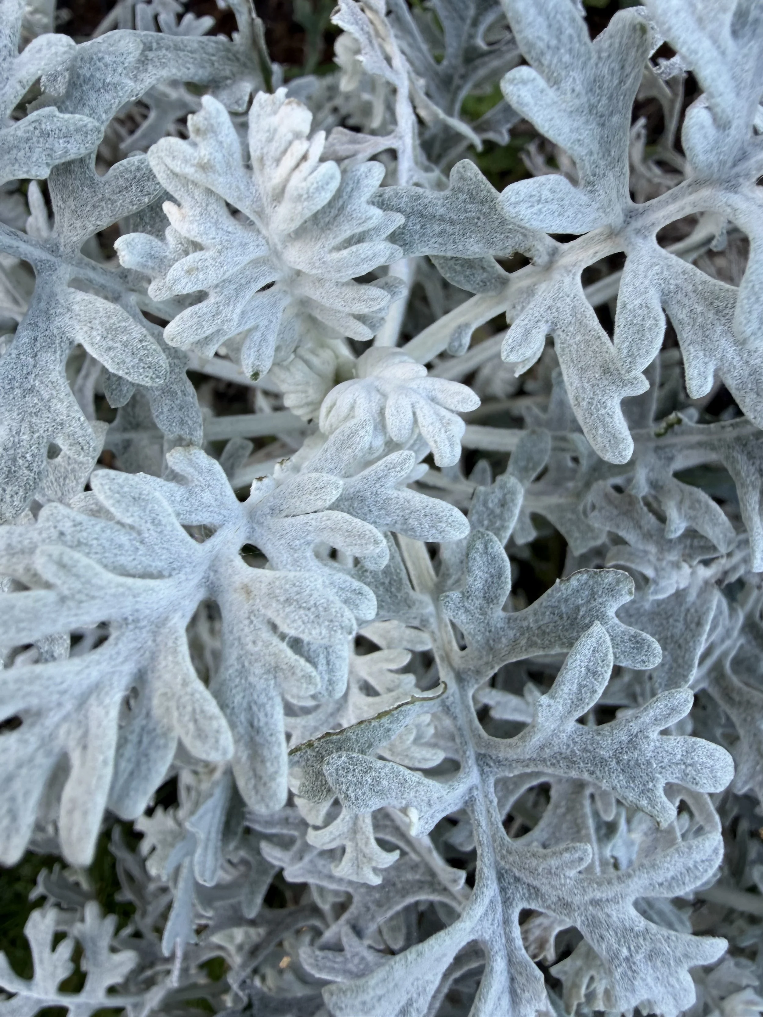 Close-up of silvery, dusty-looking, deeply lobed leaves of a Dusty Miller or Seneco plant.