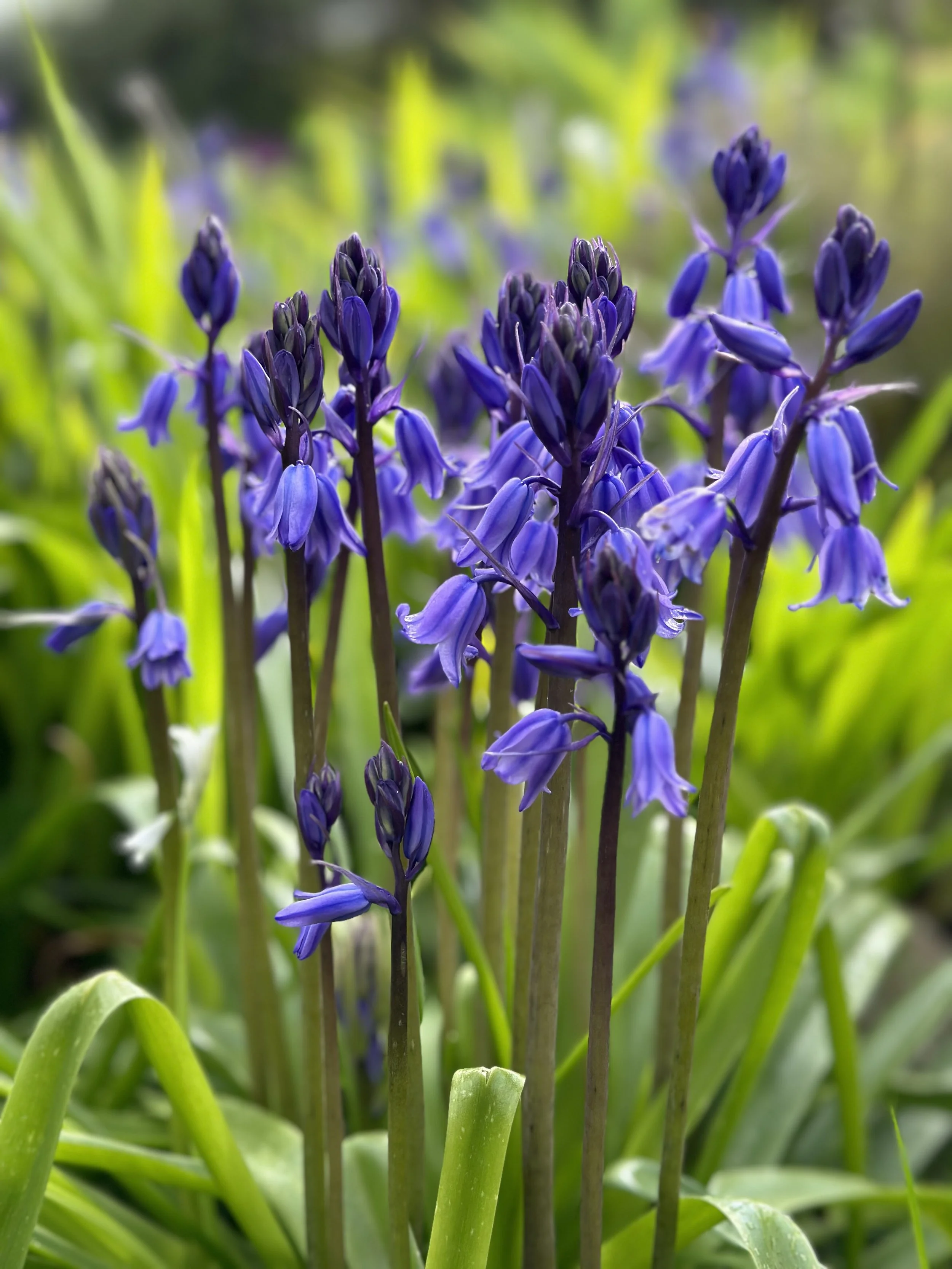 Close-up of bluebell flowers with green leaves in the background.