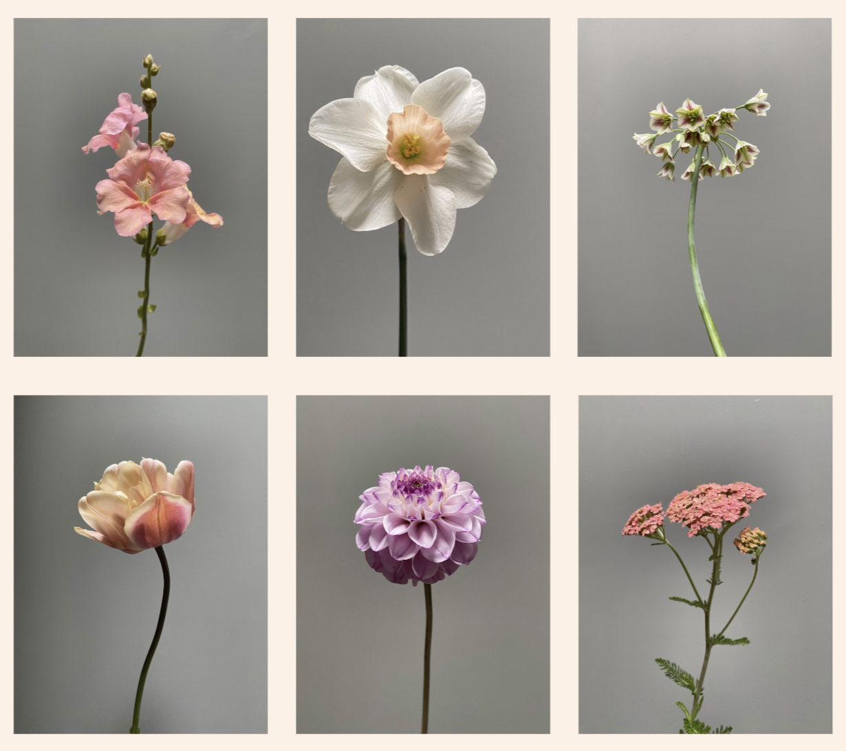 Assortment-of-flowers-on-grey-background