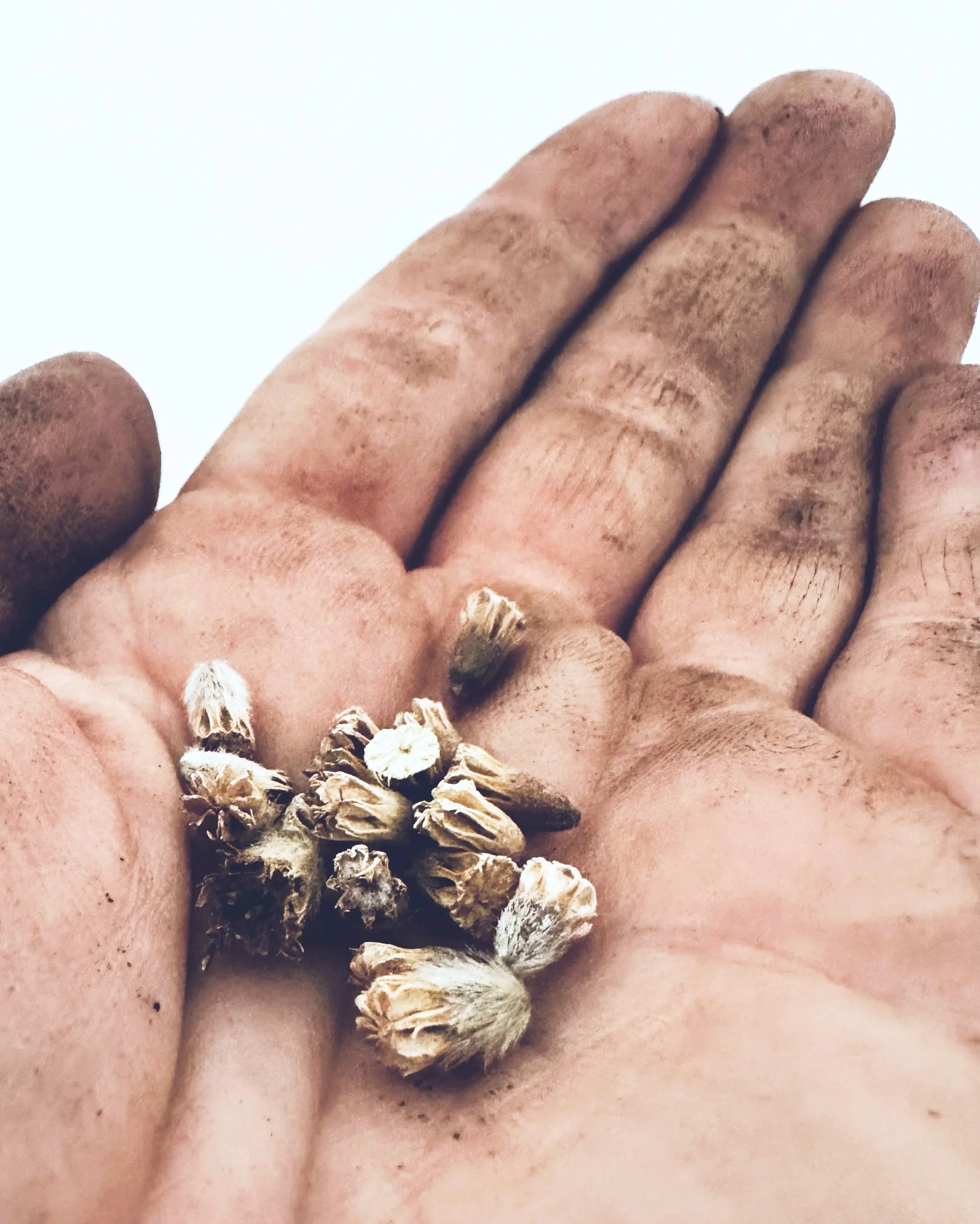 Close-up of a dirty hand holding flower seeds, with dirt under fingernails, depicting "hand sown"