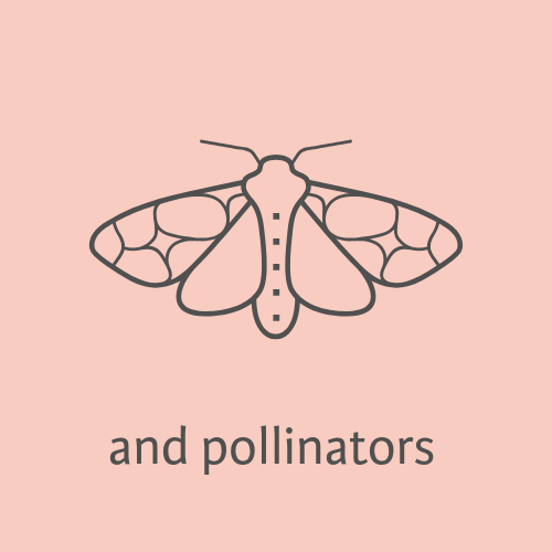 Simple line drawing of a moth or butterfly with patterned wings, above the words "and pollinators" on a pink background.