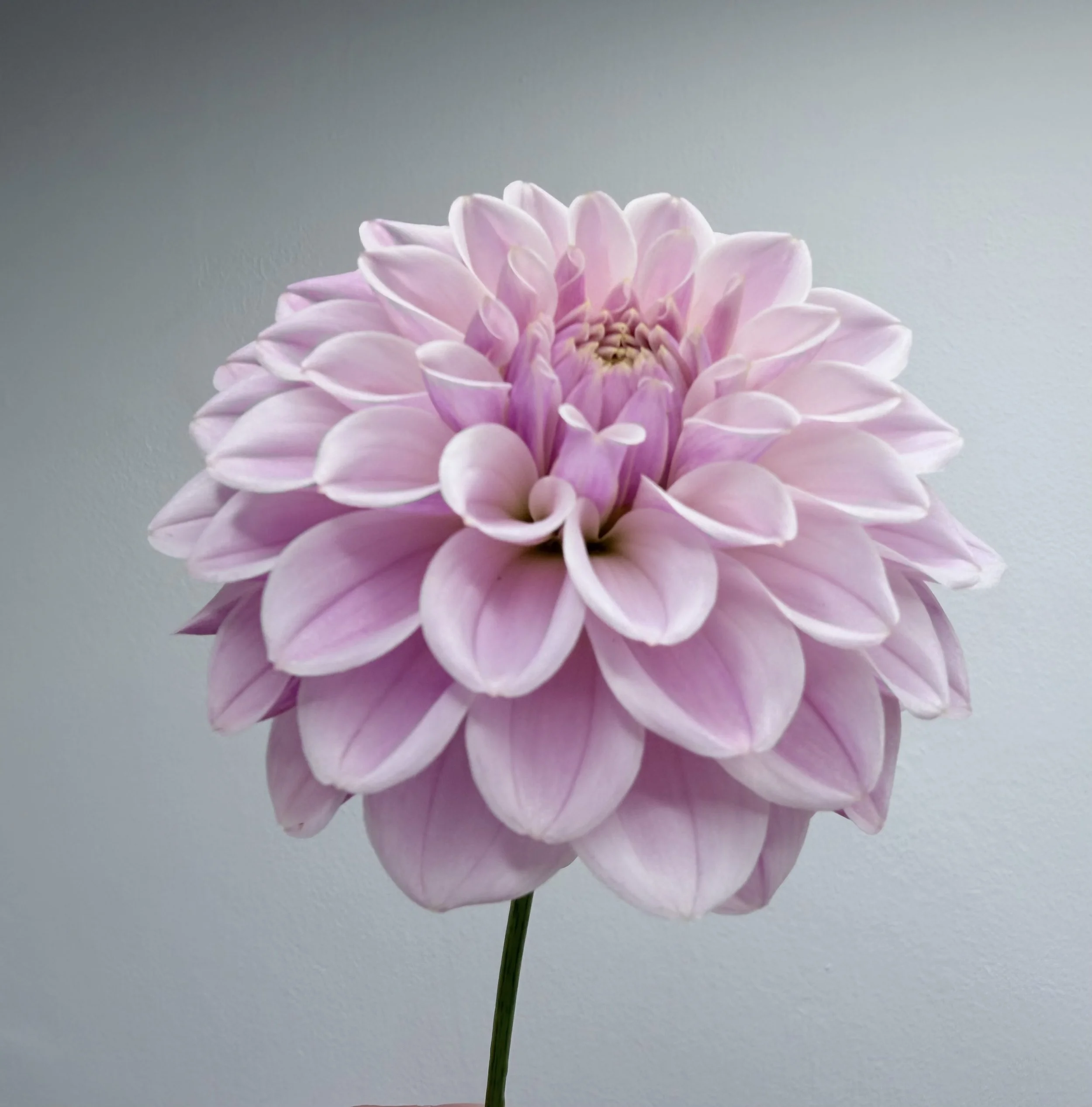 A close-up of a pink dahlia flower with multiple layers of petals against a plain background.