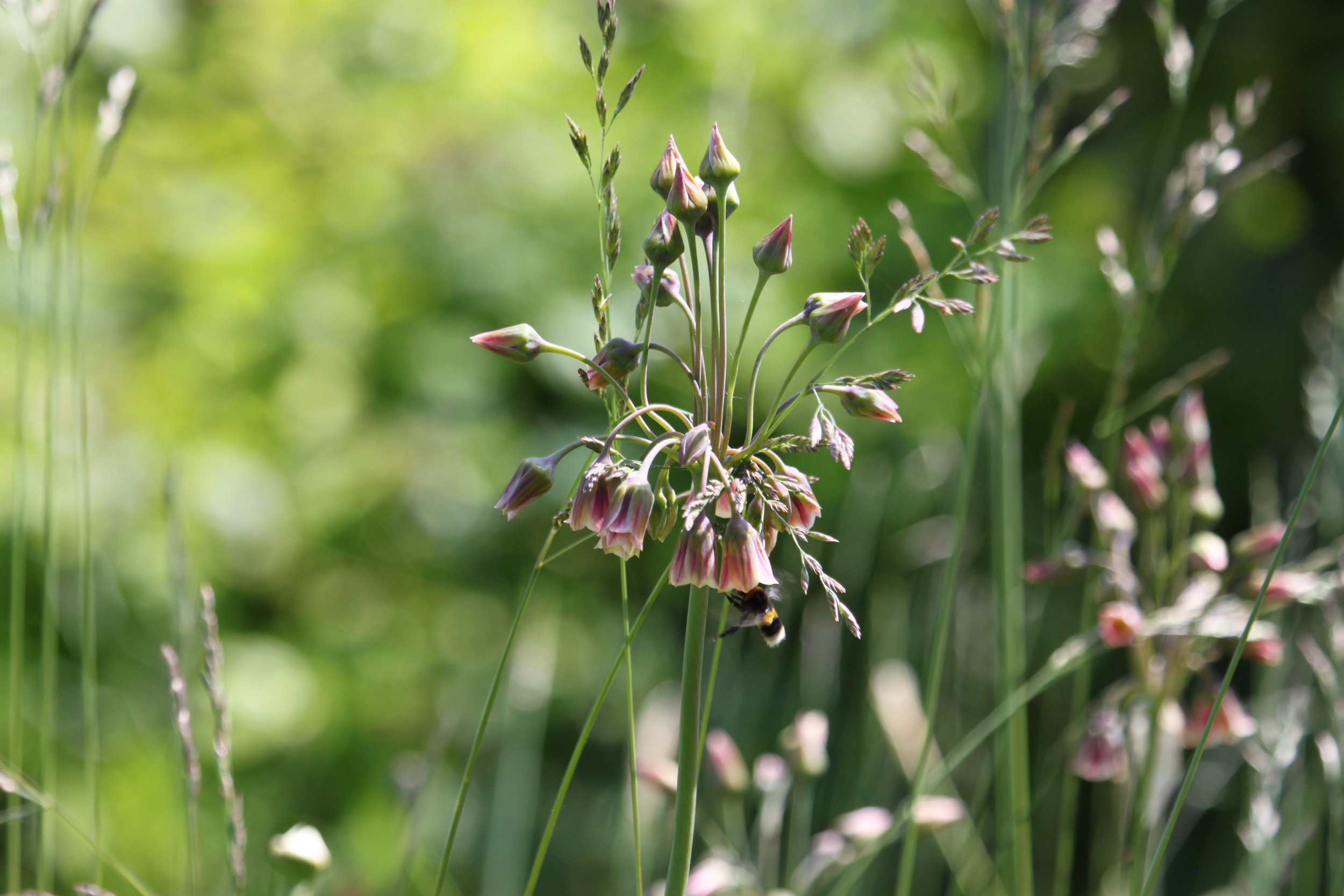 A flowering plant, allium, with small pink and white bell-shaped flowers and a bee flying near the flowers surrounded by green grass and foliage in the background.