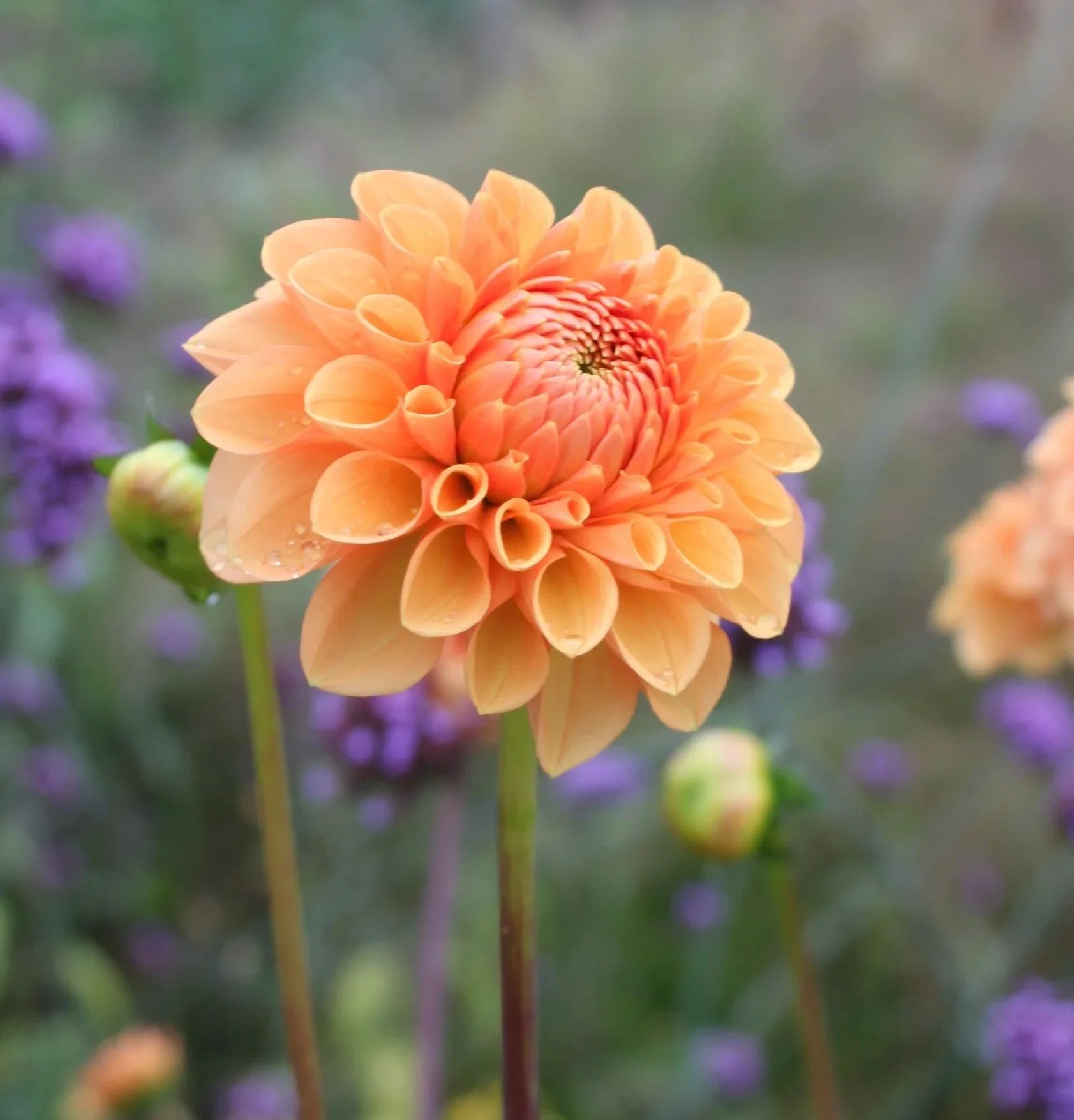 A close-up of an orange dahlia flower called Sylvia, with water droplets on its petals, surrounded by blurred purple flowers and green stems.