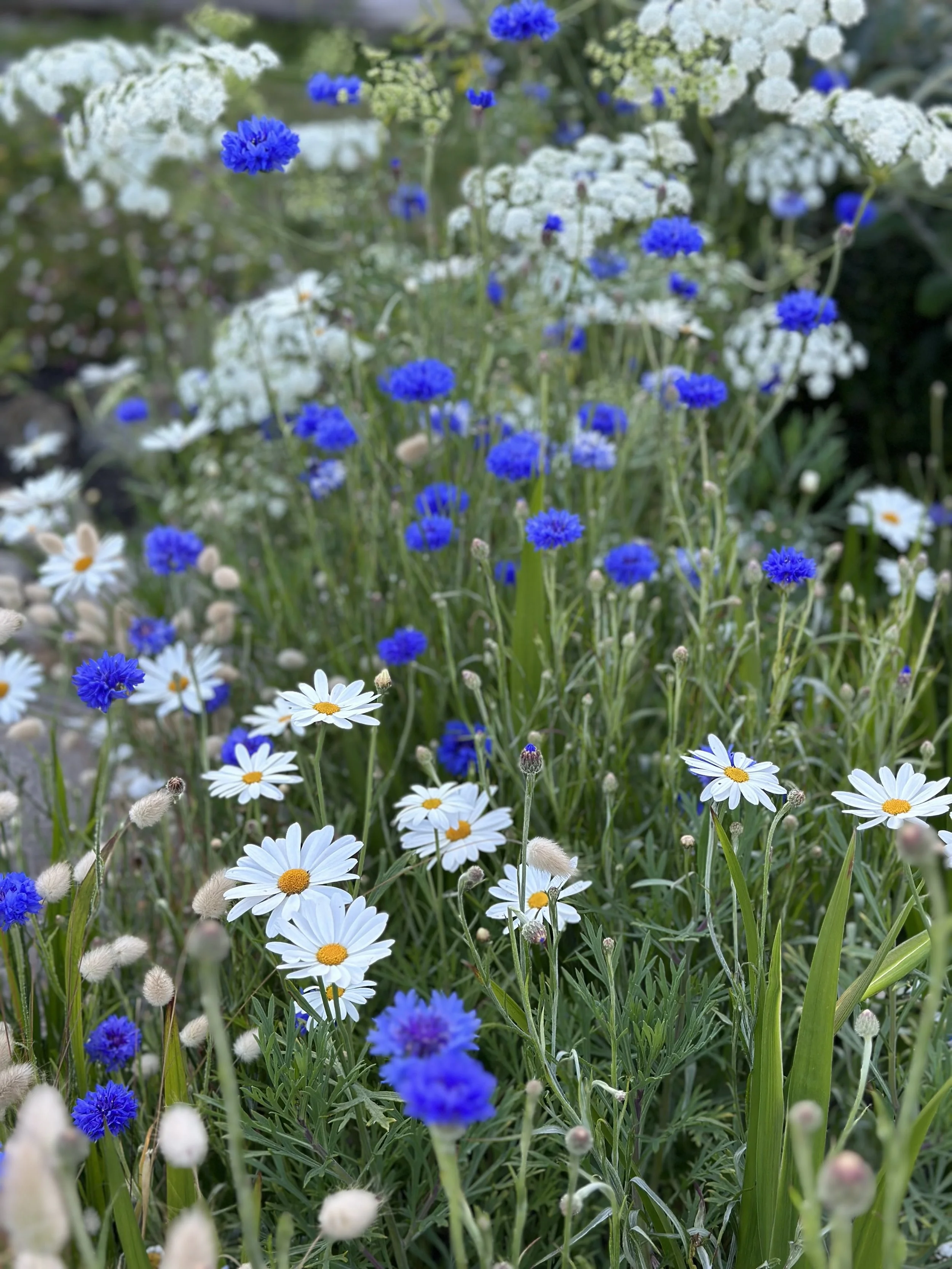 Close-up of a garden with white daisies and blue cornflowers among green grass and foliage.