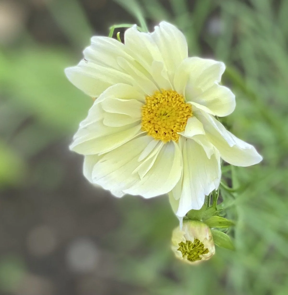 A close-up of a creamy white cosmos flower with yellow center surrounded by green foliage.
