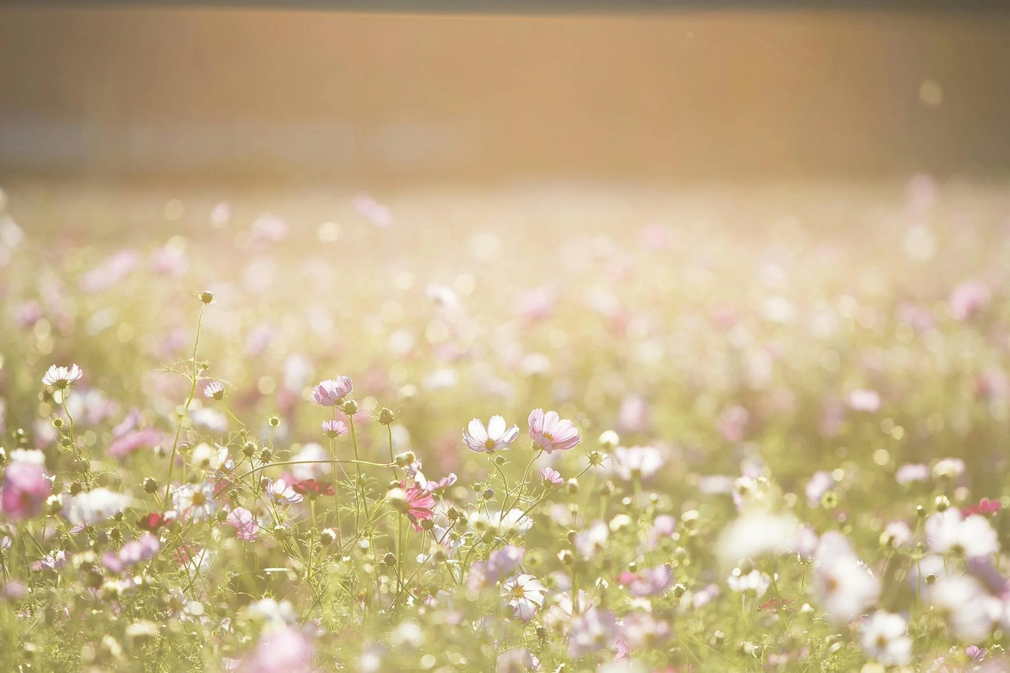 A sunlit field of pink and white flowers with a soft, blurry background.