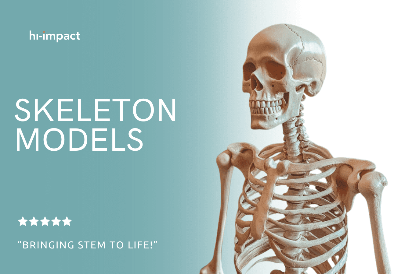 STEM Workshops: Skeleton Models