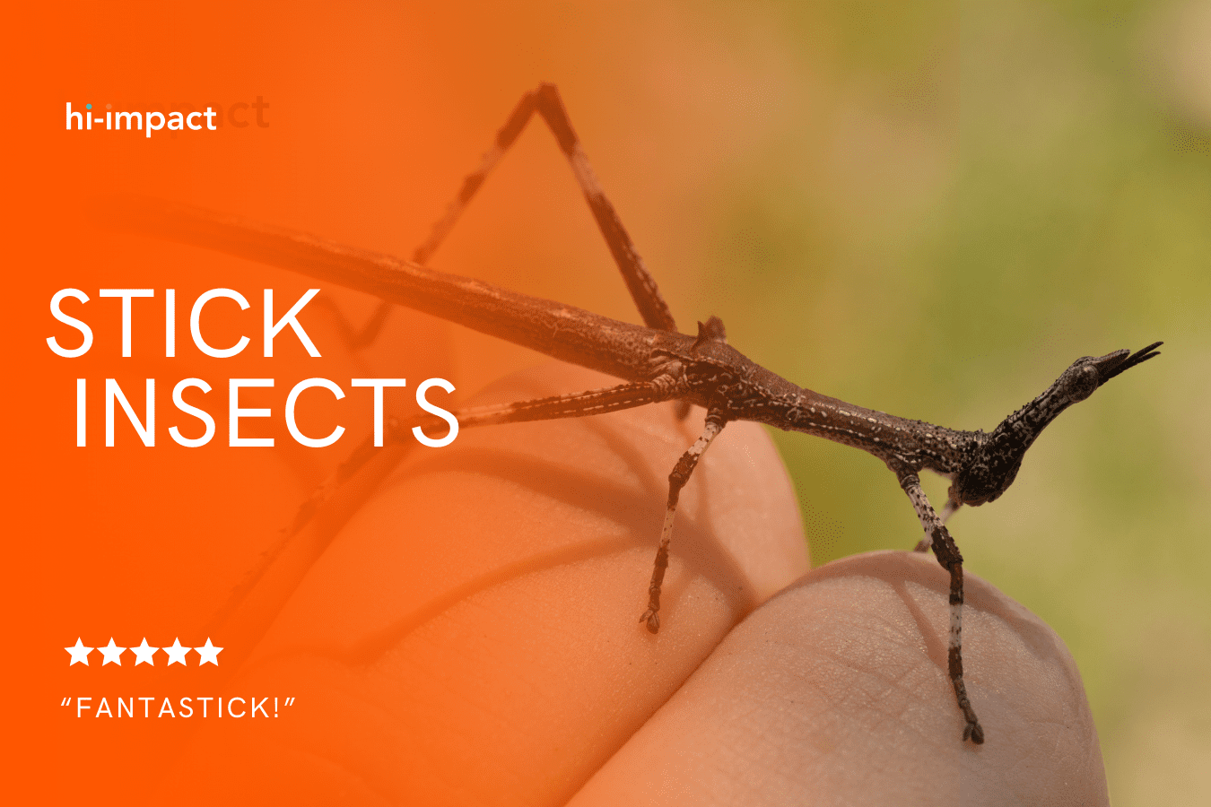 STEM Workshops: Stick Insects