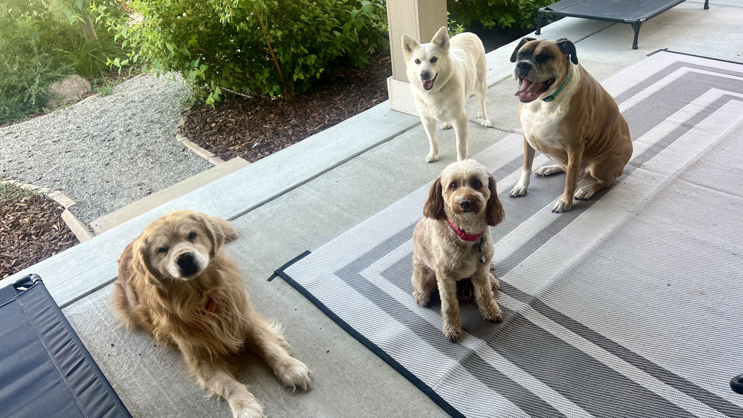 Dogs enjoying supervised socialization during homestyle boarding in Erie Colorado with safe group interaction and exercise.