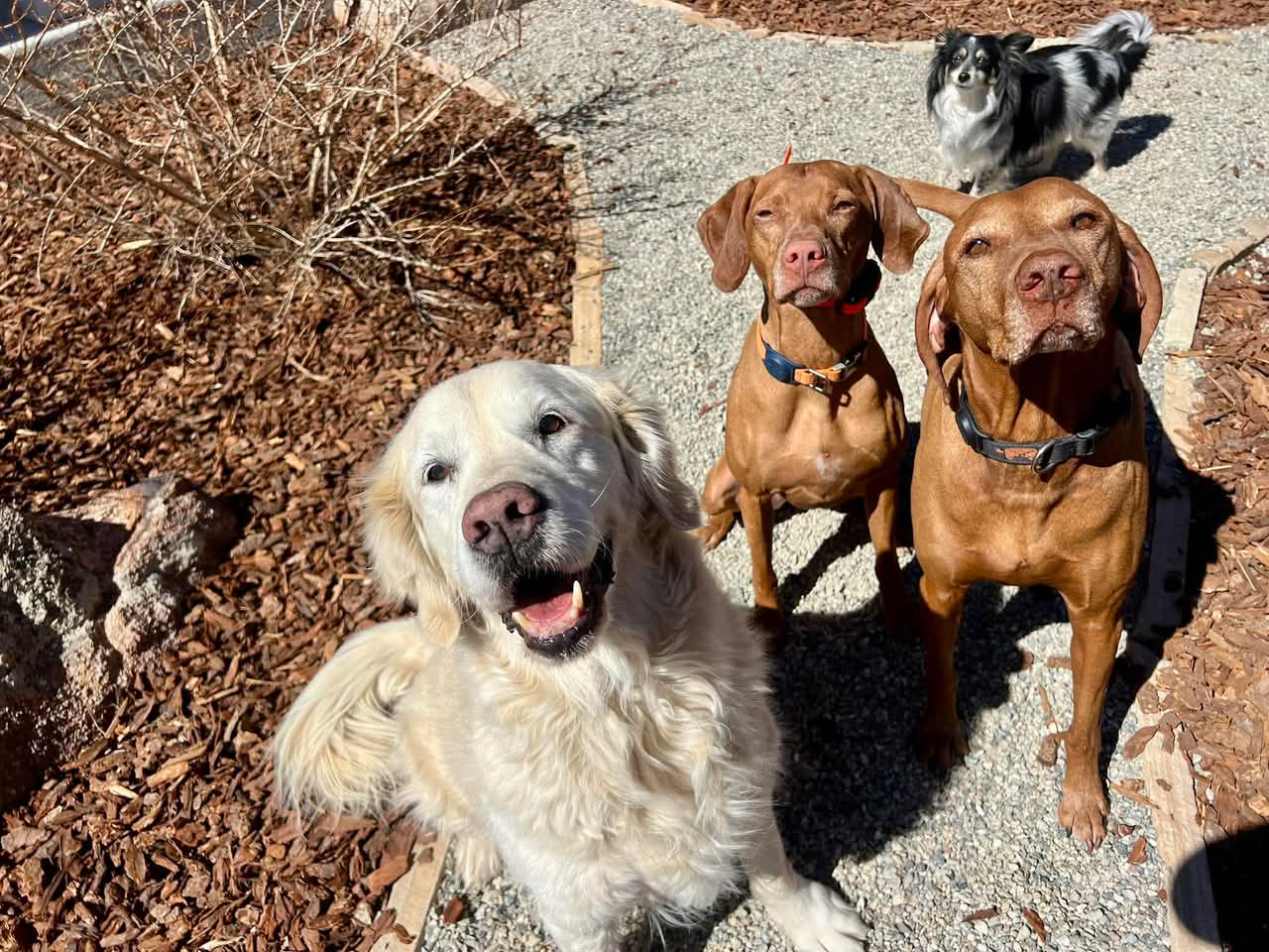 Relaxed dogs enjoying a comfortable stay during premium dog boarding near Todd Creek Colorado, offering safe overnight care and attentive supervision while owners are away.