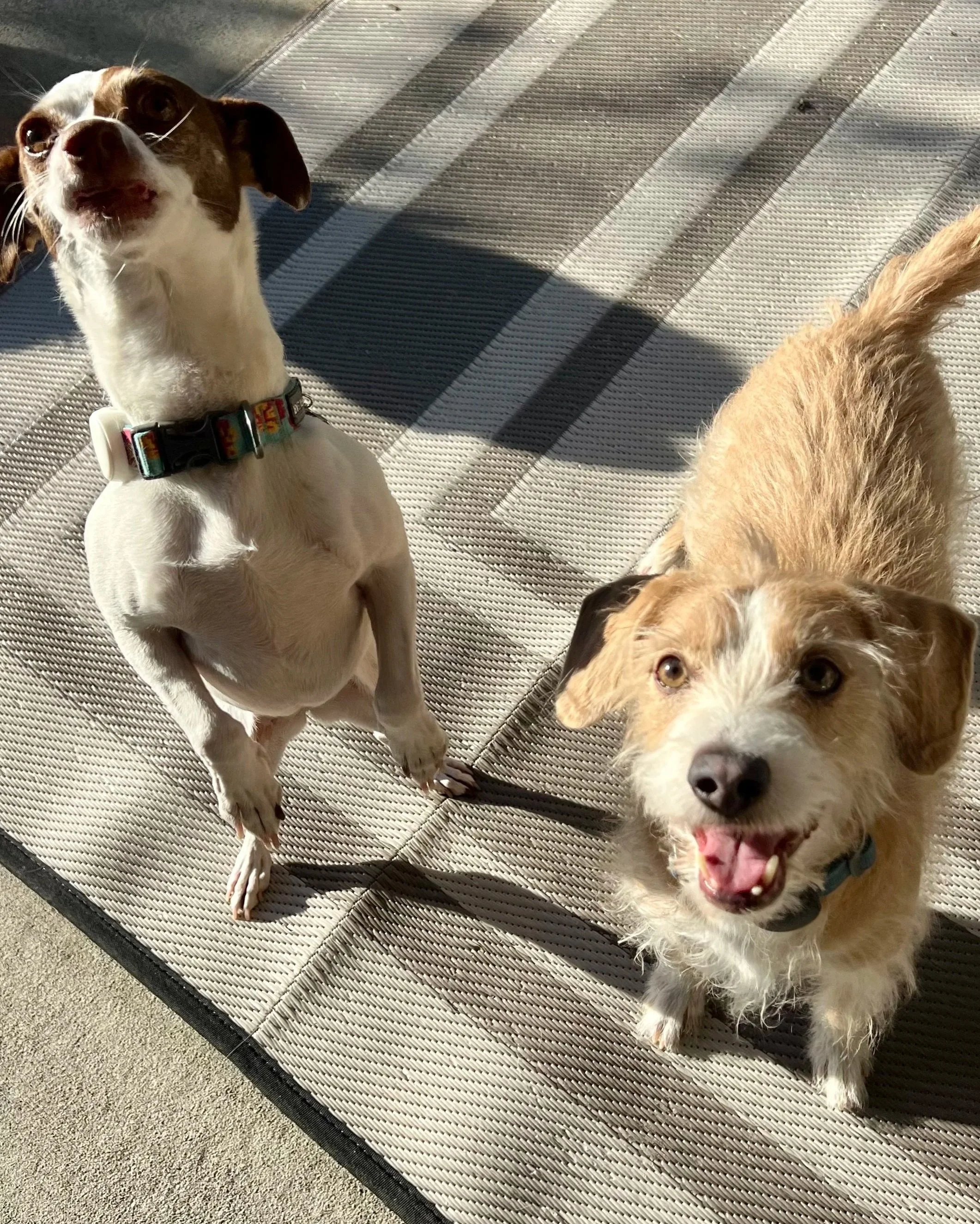 Trusted pet sitting services in Frederick, Colorado providing personalized care for dogs and cats.