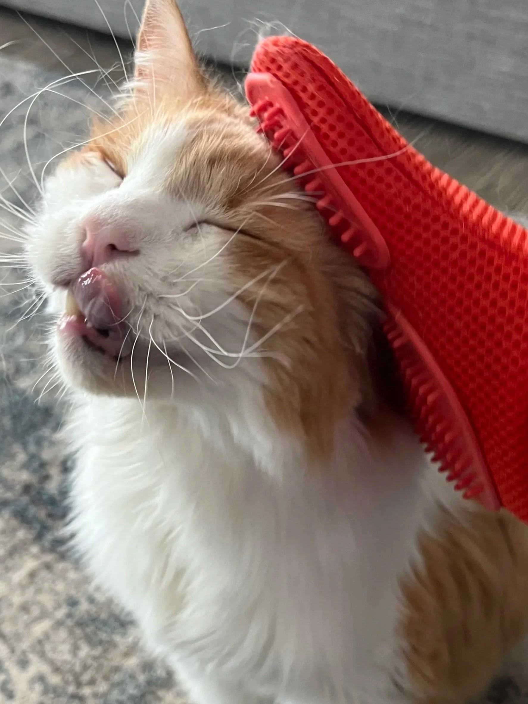 Daily in-home pet sitting visit providing exercise, feeding, and companionship in Erie, Colorado.