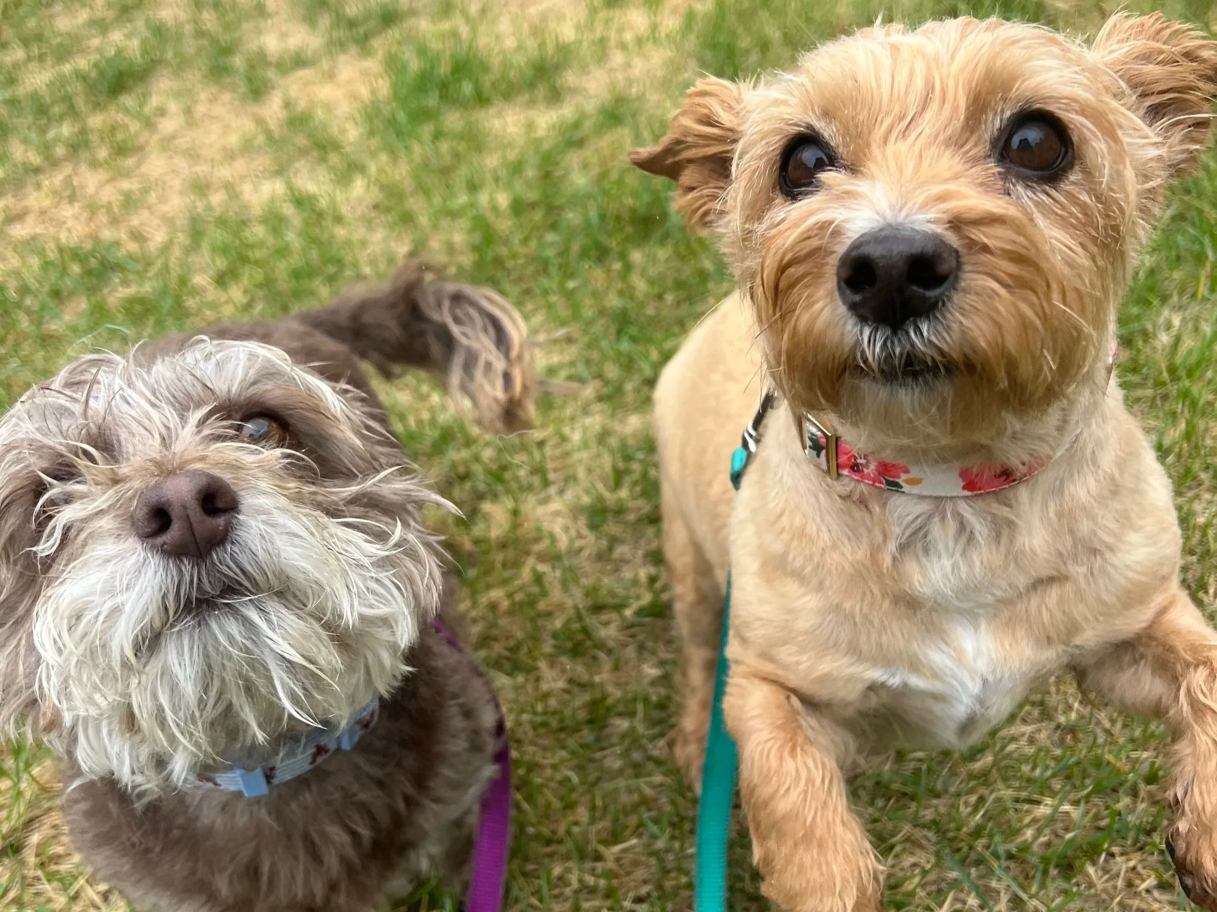 Professional dog walker providing personalized dog walking services in Frederick Colorado for busy pet owners.