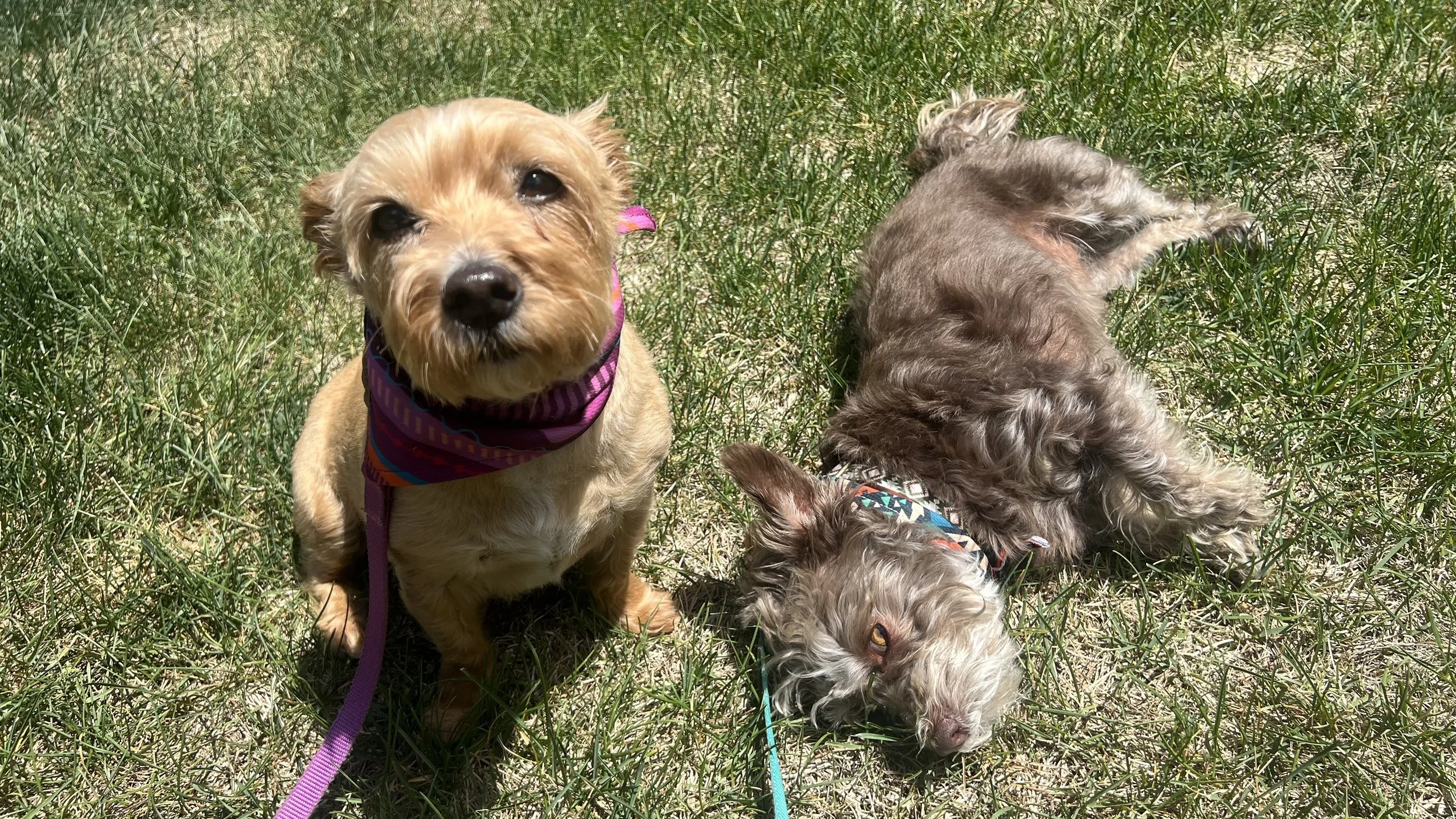 Happy dogs enjoying professional pet sitting services and getting exercise during summer vacation in Frederick Colorado.