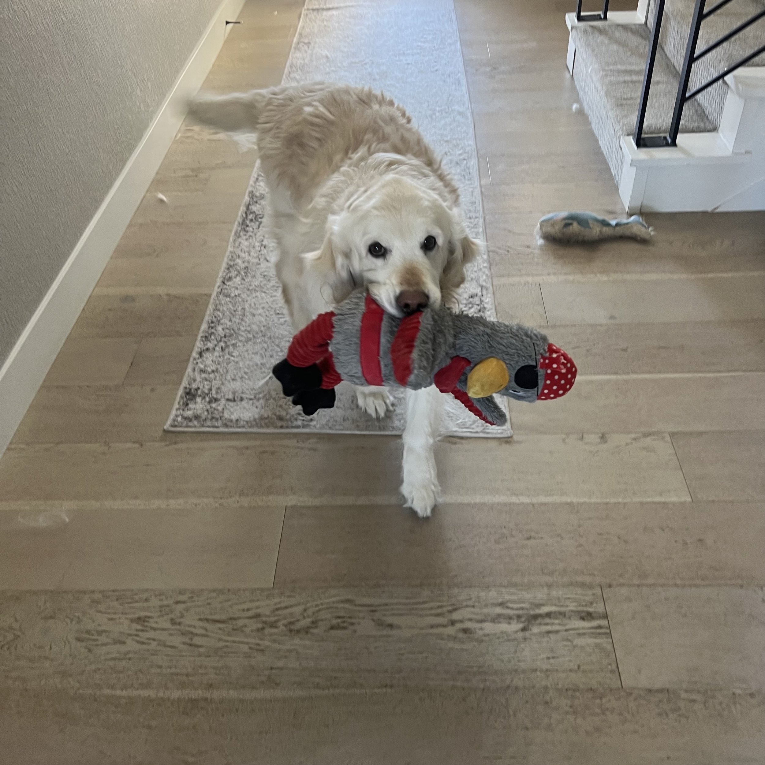 Professional pet sitter caring for a dog at home during holiday travel in Erie, Colorado
