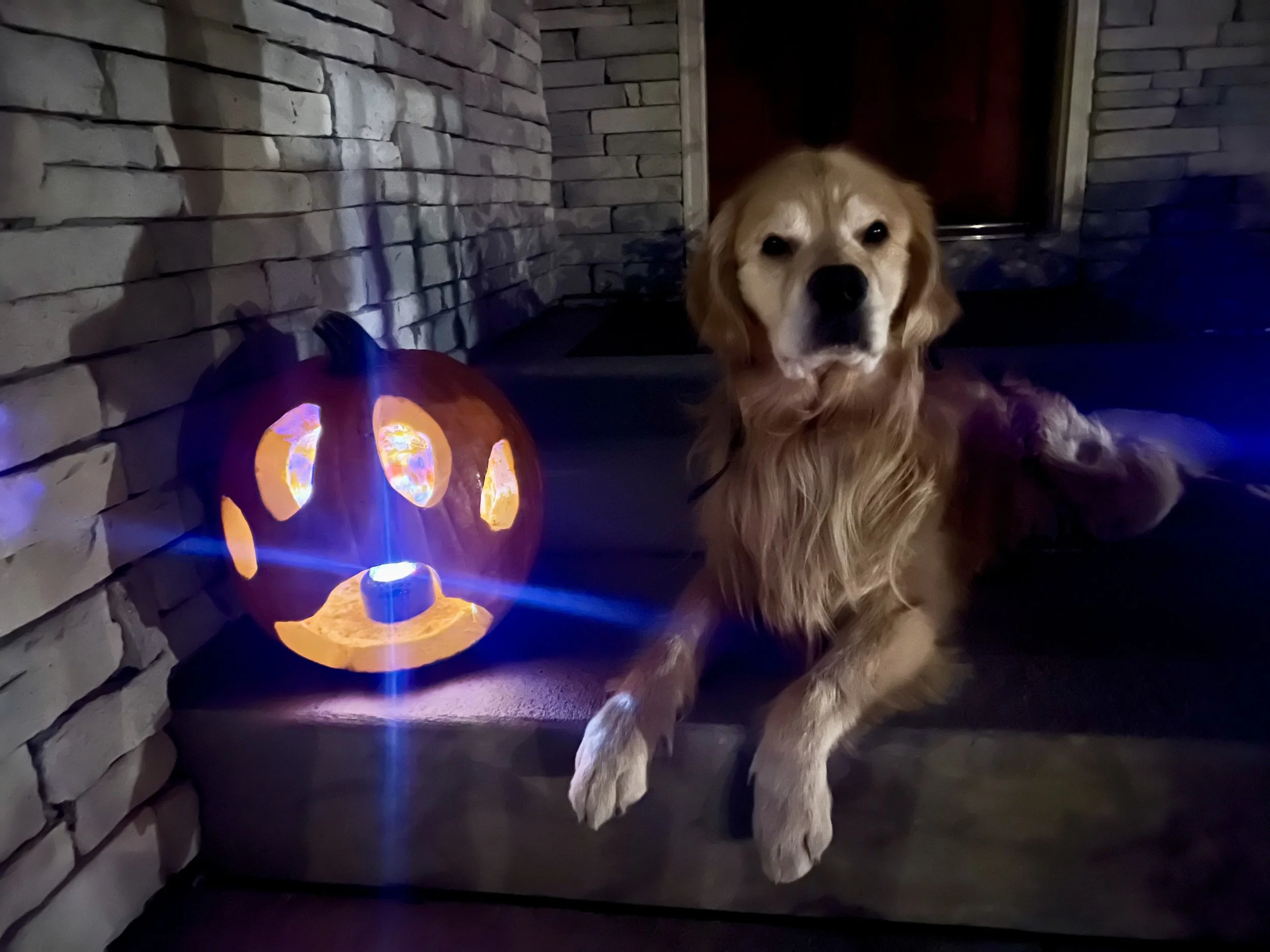 Happy dog enjoying comfortable home-style holiday dog boarding in Erie, Colorado
