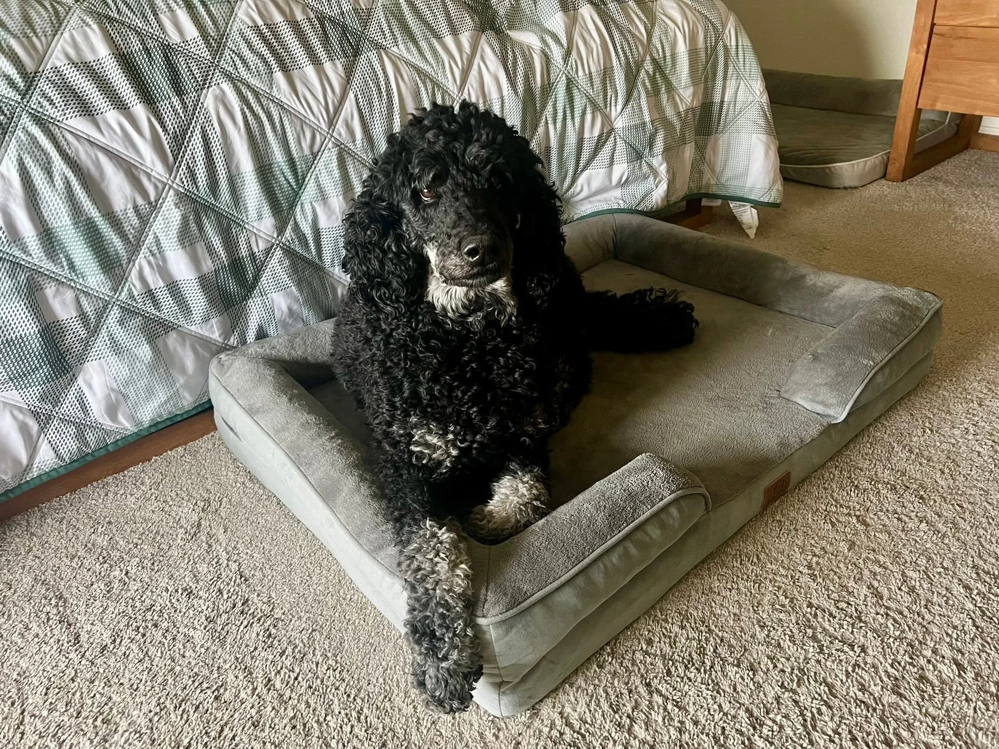 Dog enjoying doggie daycare with Superior Pet Service in Erie, Colorado