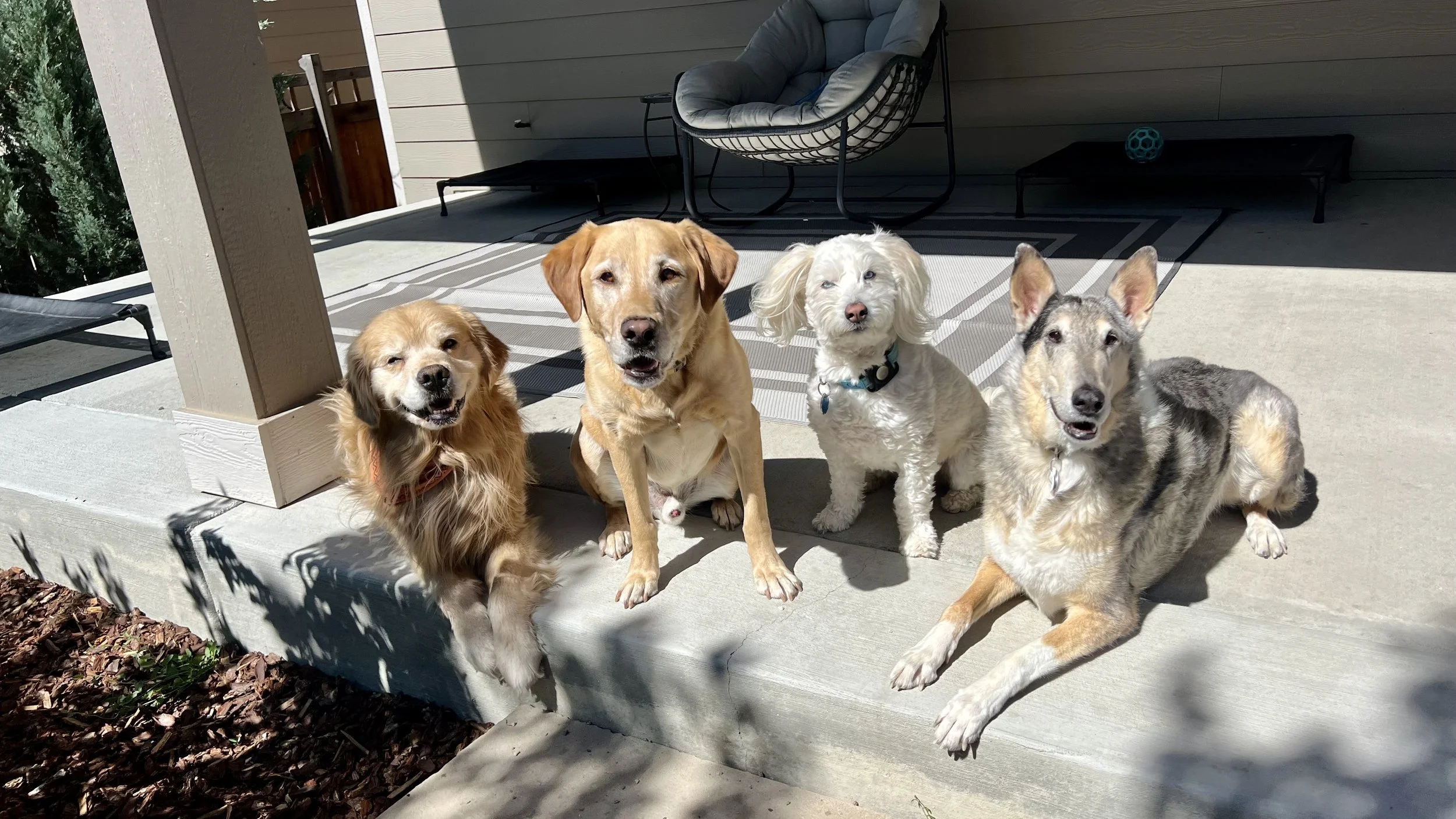 Dog practicing calm behavior during a professional training session in Erie, Colorado