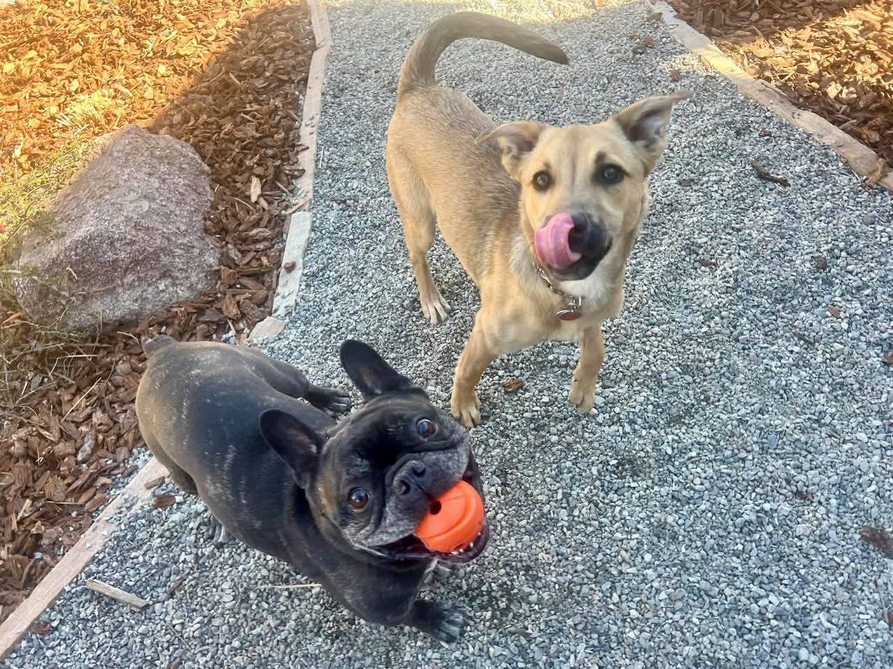 Professional dog walker providing reliable dog walking services in Erie, Colorado with happy, well-exercised dogs enjoying a safe neighborhood walk for busy pet owners looking for trusted daily dog care.