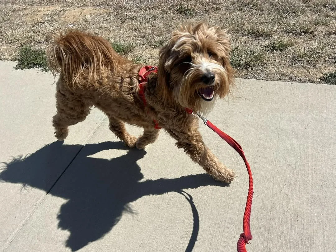 Summer Dog Safety in Colorado: How to Keep Your Dog Safe During Walks and Vacation Season