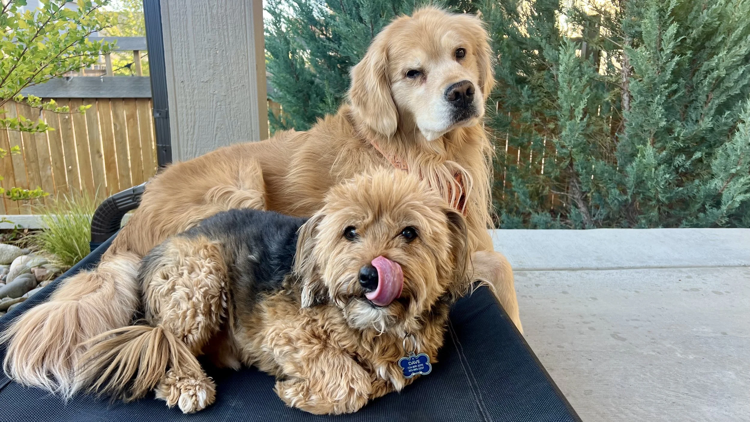 Summer Vacation Pet Sitting Tips for Dog Owners | Superior Pet Service