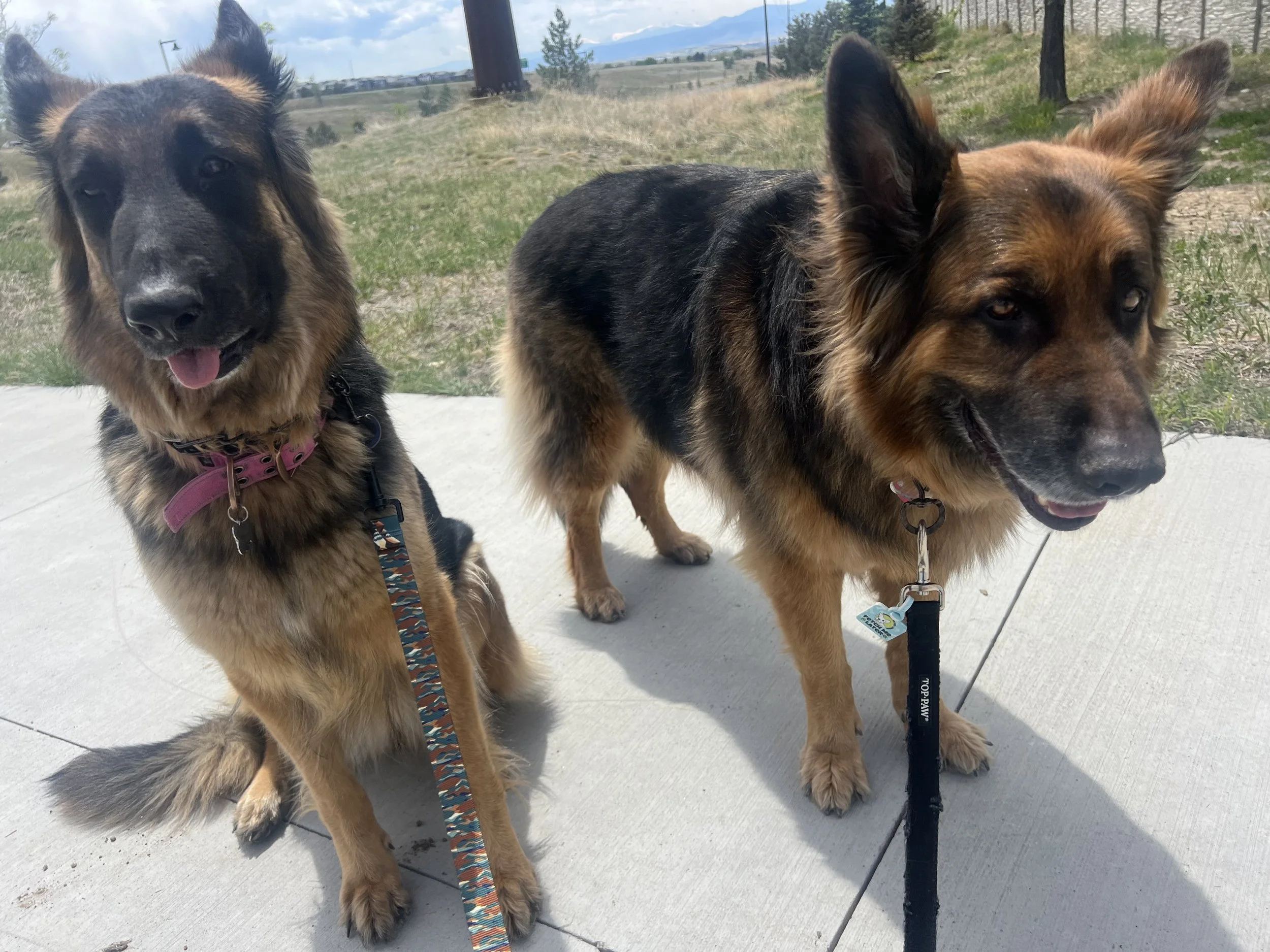 Best Dog Walking Trails in Erie, Frederick &amp; Broomfield CO