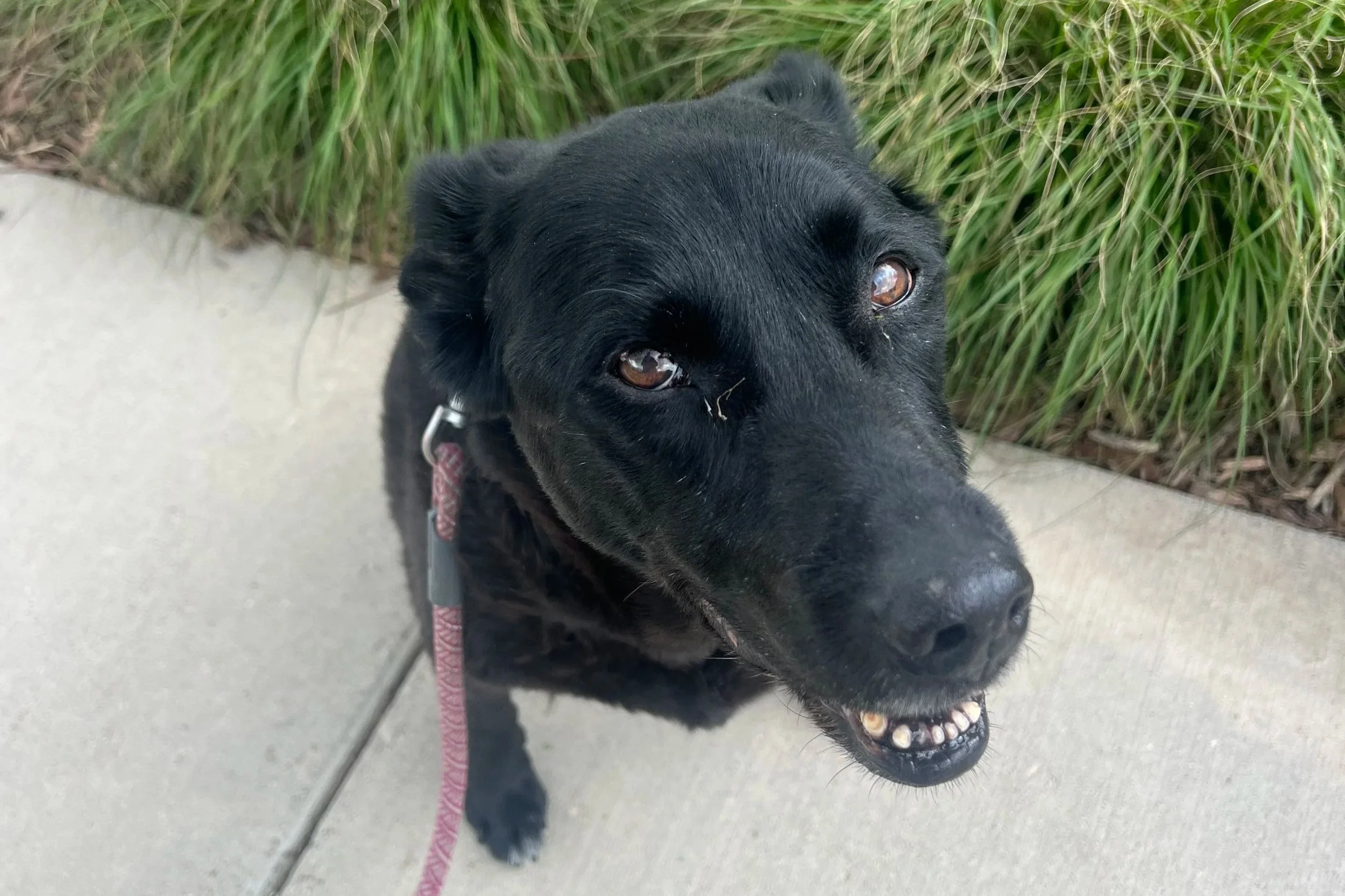 The Complete Guide to Hiring a Dog Walker in Erie, Colorado (2026)
