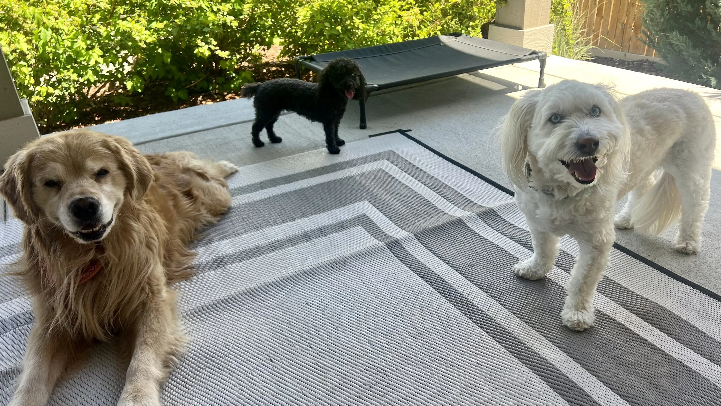 Dog Boarding vs Pet Sitting: Which Is Best for Your Dog During Summer Vacation in Erie &amp; Frederick, CO?
