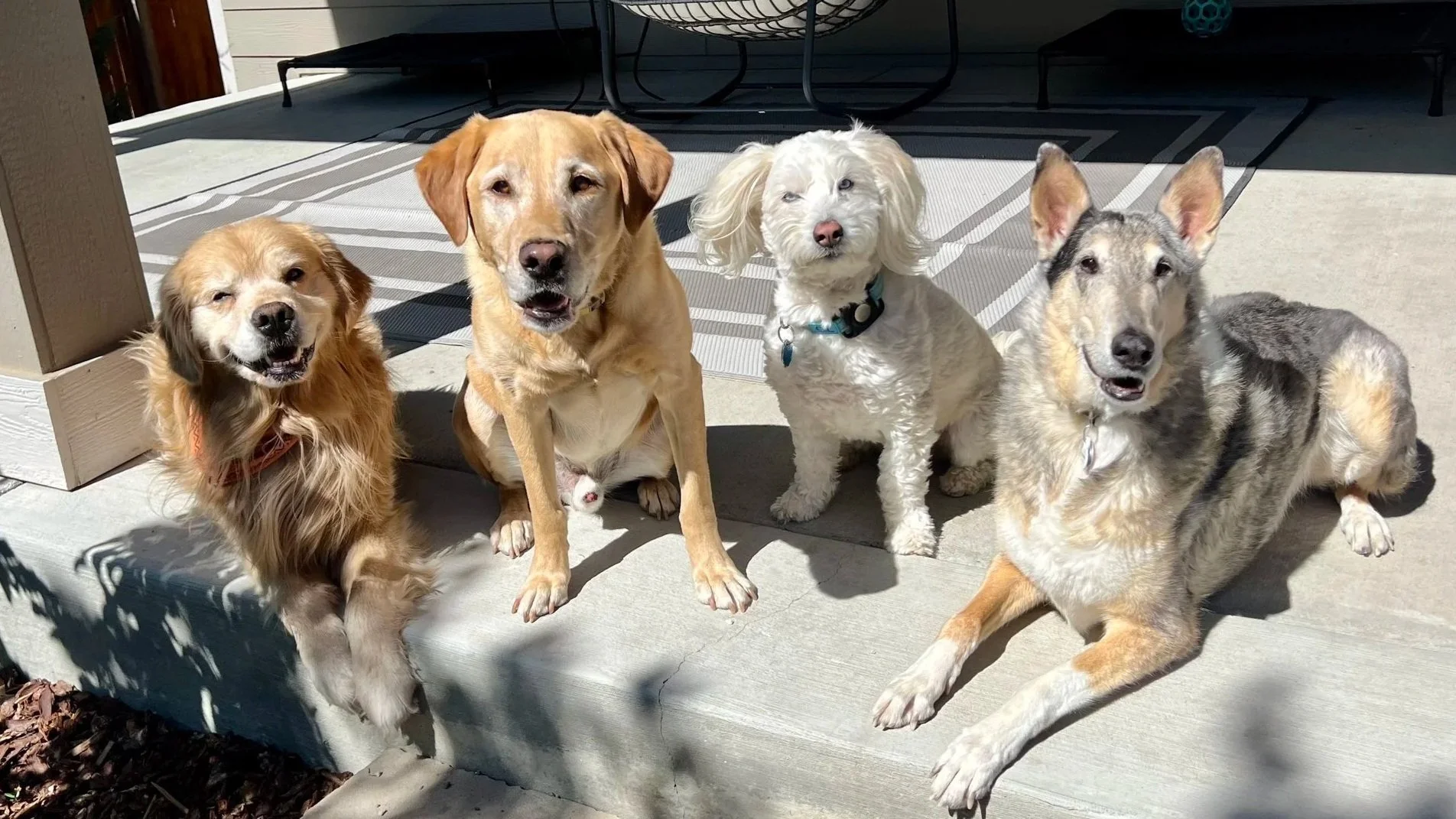 Why Summer is the Best Time to Enroll Your Dog in a Board-and-Train Program in Erie, Colorado