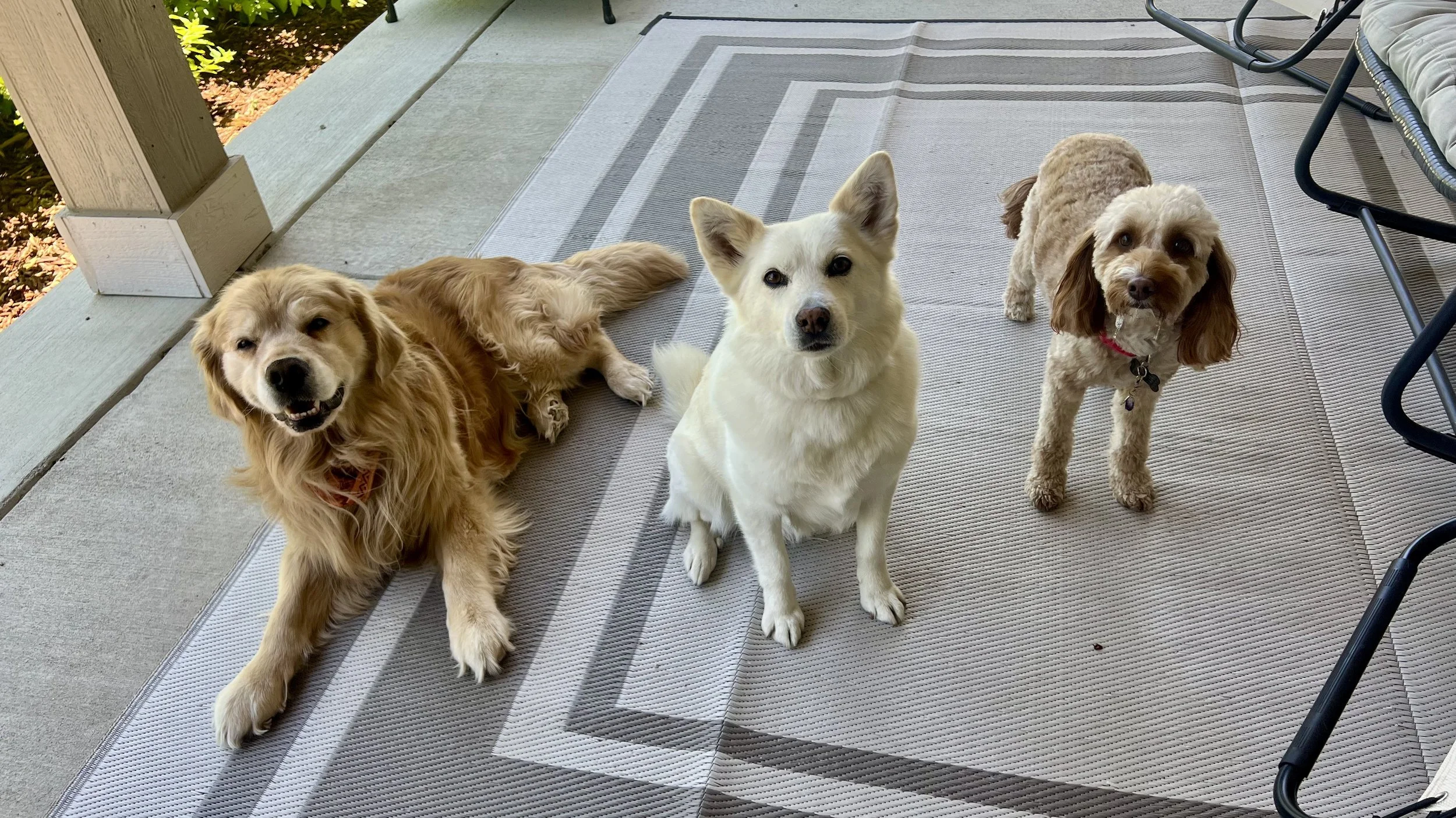 Why More Pet Owners Choose Homestyle Dog Boarding Over Traditional Kennels in Erie &amp; Frederick, CO