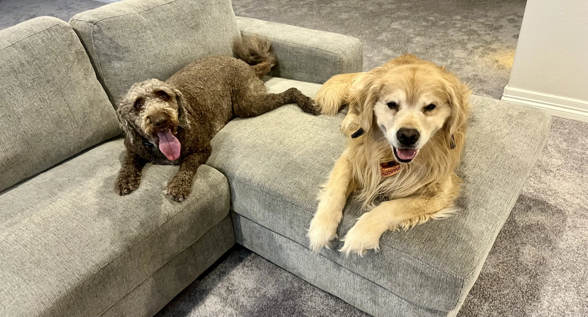 How to Choose the Best Pet Sitter in Erie, Colorado