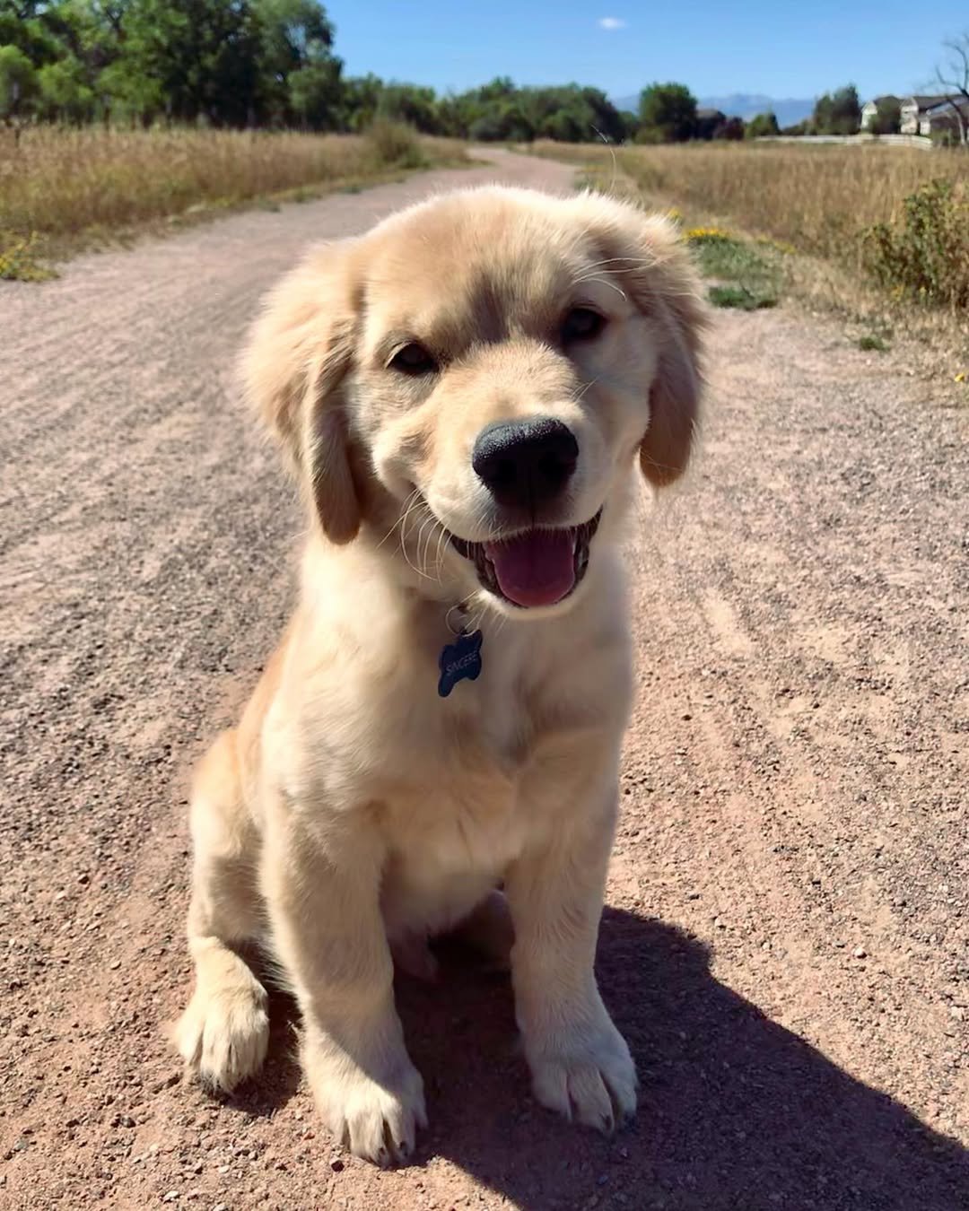 Bringing Home a New Puppy? The First 30 Days Every Colorado Dog Owner Should Prepare For
