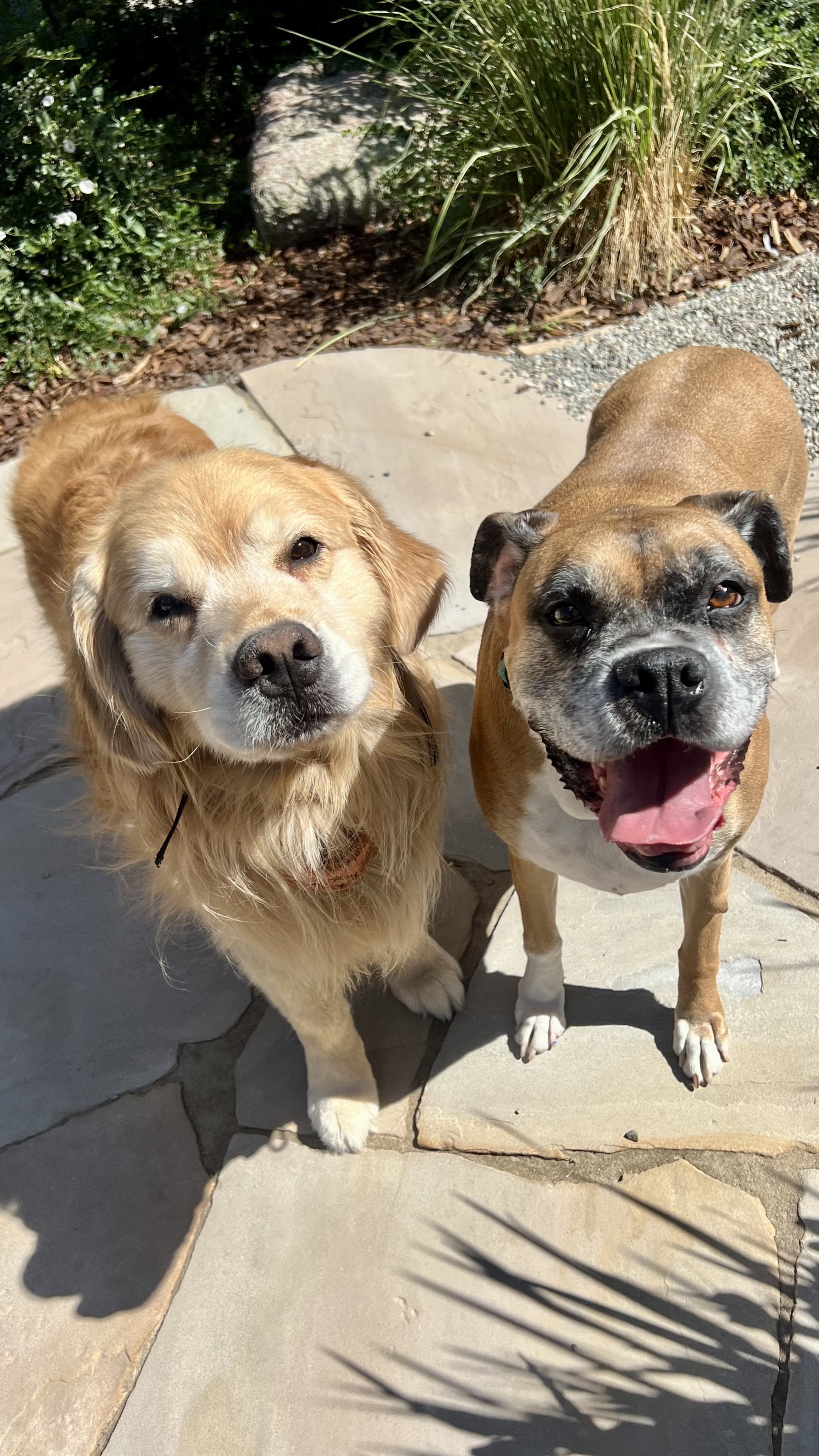 Is Your Dog Bored This Summer?