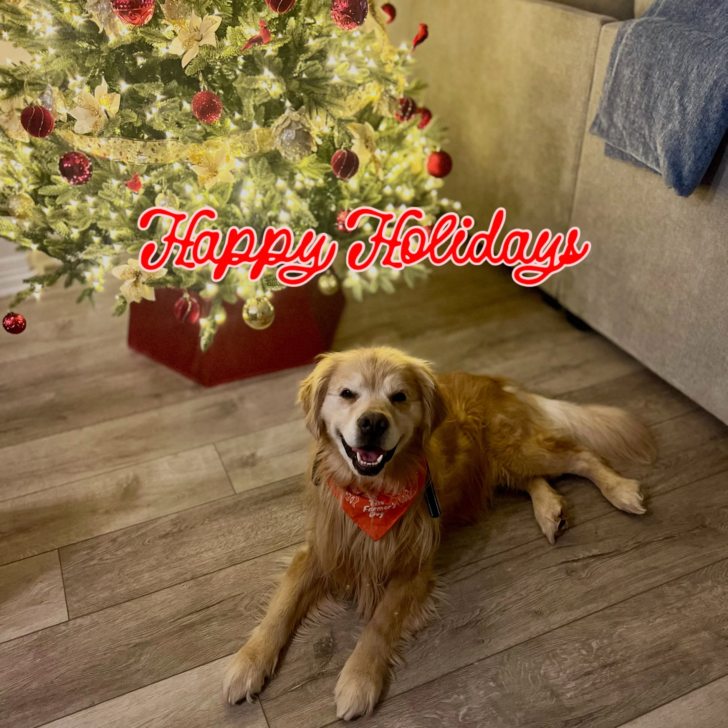 Why You Should Book Your Holiday Pet Sitting Early